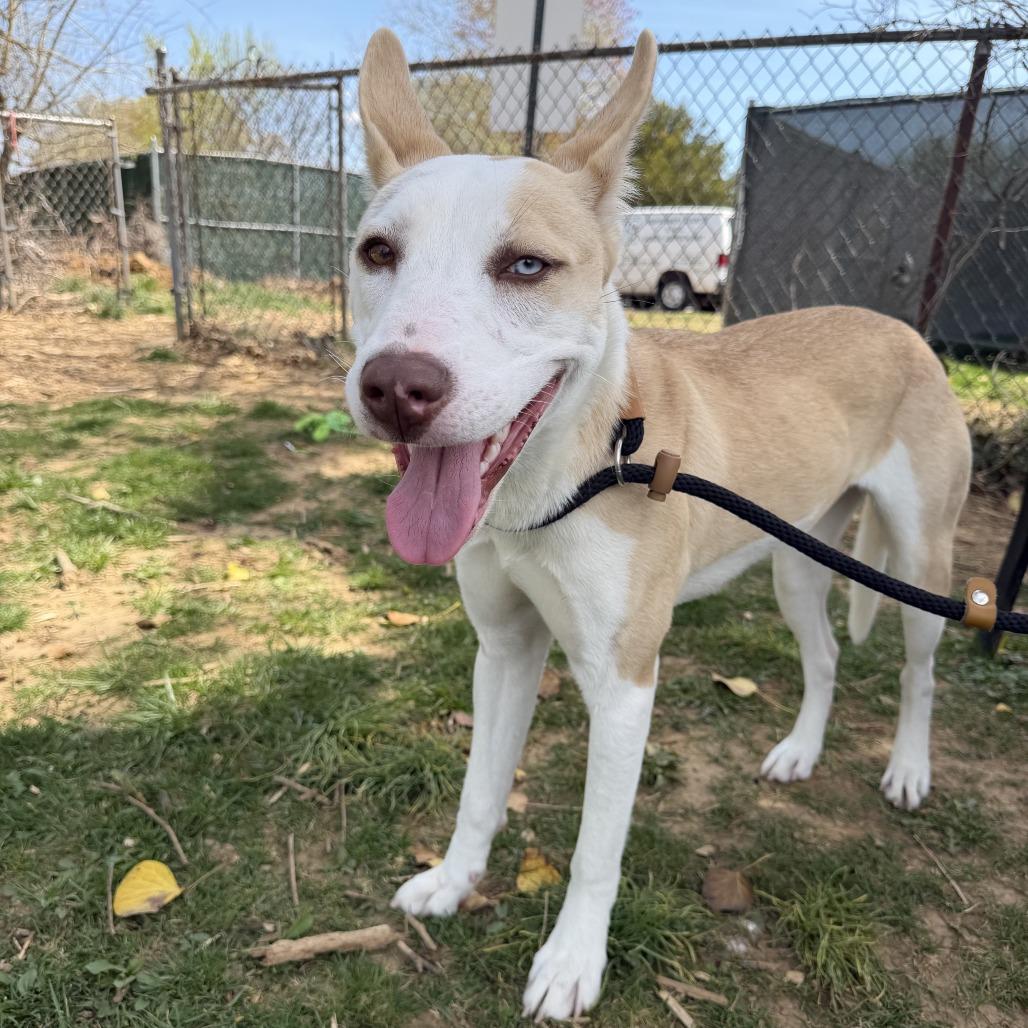 Enlarge Zarlyn, a Adoptable mixed breed in Conshohocken, PA image 3/6