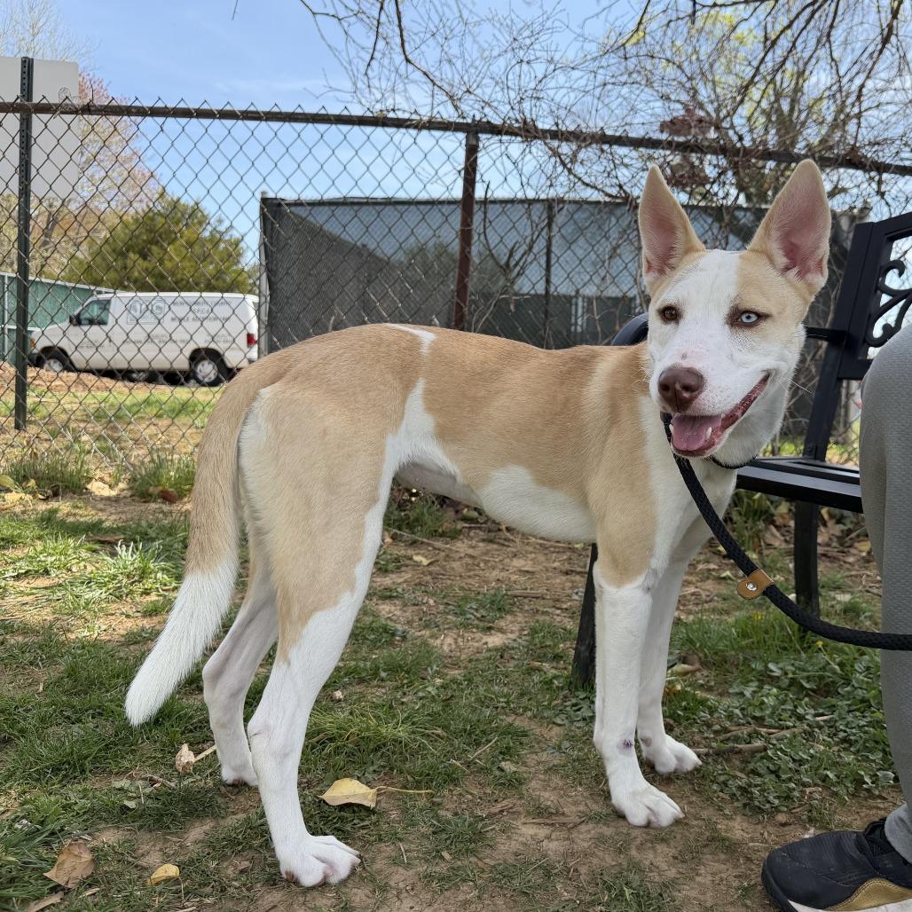 Enlarge Zarlyn, a Adoptable mixed breed in Conshohocken, PA image 4/6