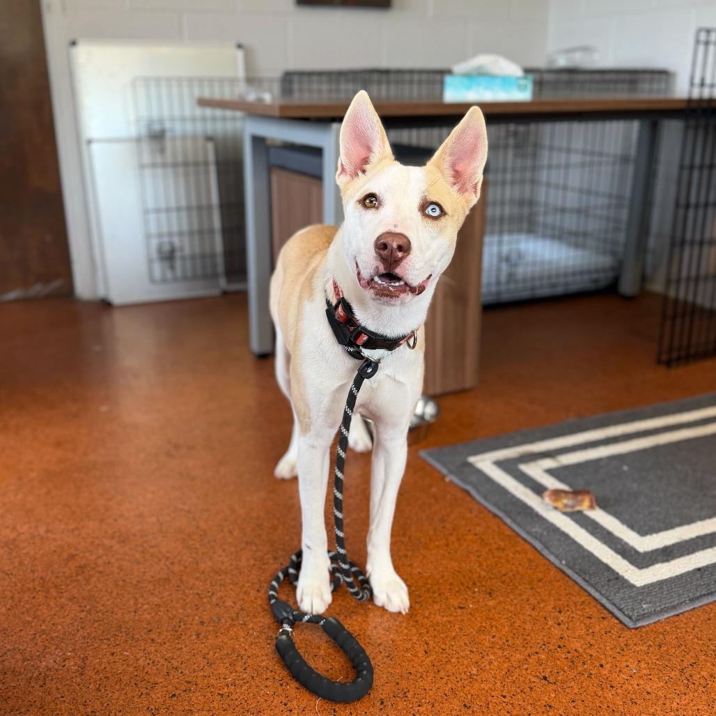 Enlarge Zarlyn, a Adoptable mixed breed in Conshohocken, PA image 5/6
