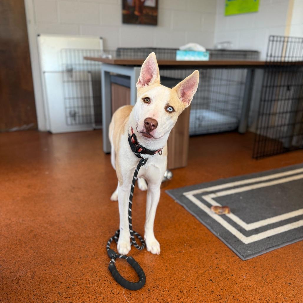 Enlarge Zarlyn, a Adoptable mixed breed in Conshohocken, PA image 6/6