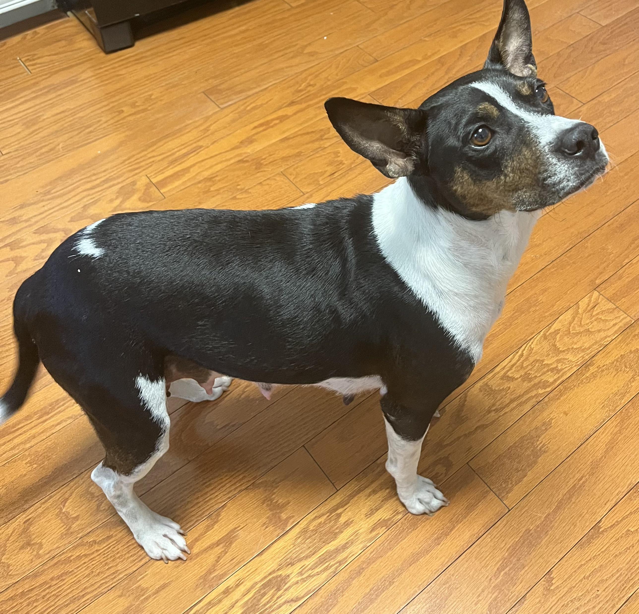 Enlarge Lucy, a Adopted mixed breed in Pawleys Island, SC image 4/4