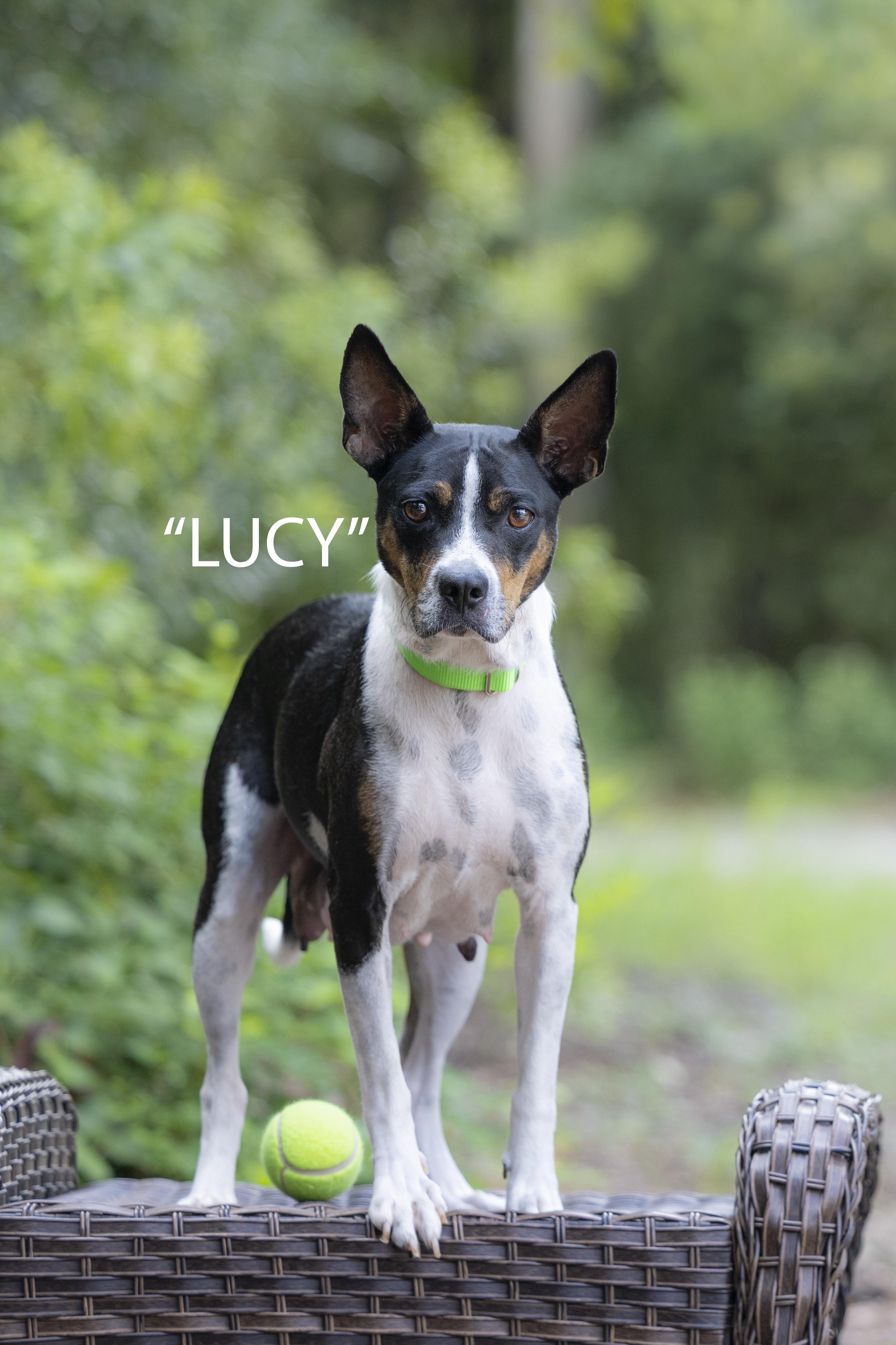 Enlarge Lucy, a Adopted mixed breed in Pawleys Island, SC image 2/4