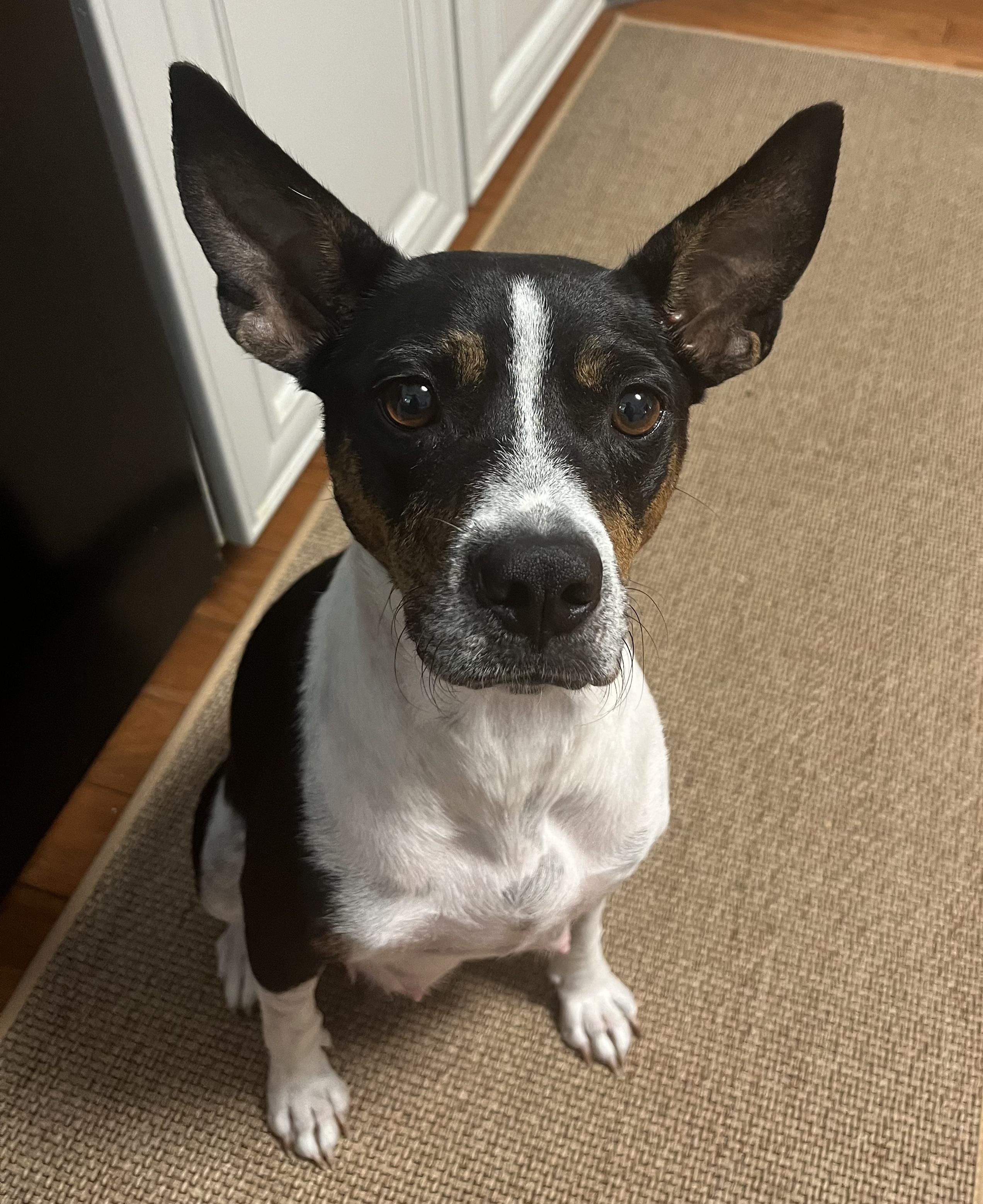 Enlarge Lucy, a Adopted mixed breed in Pawleys Island, SC image 3/4