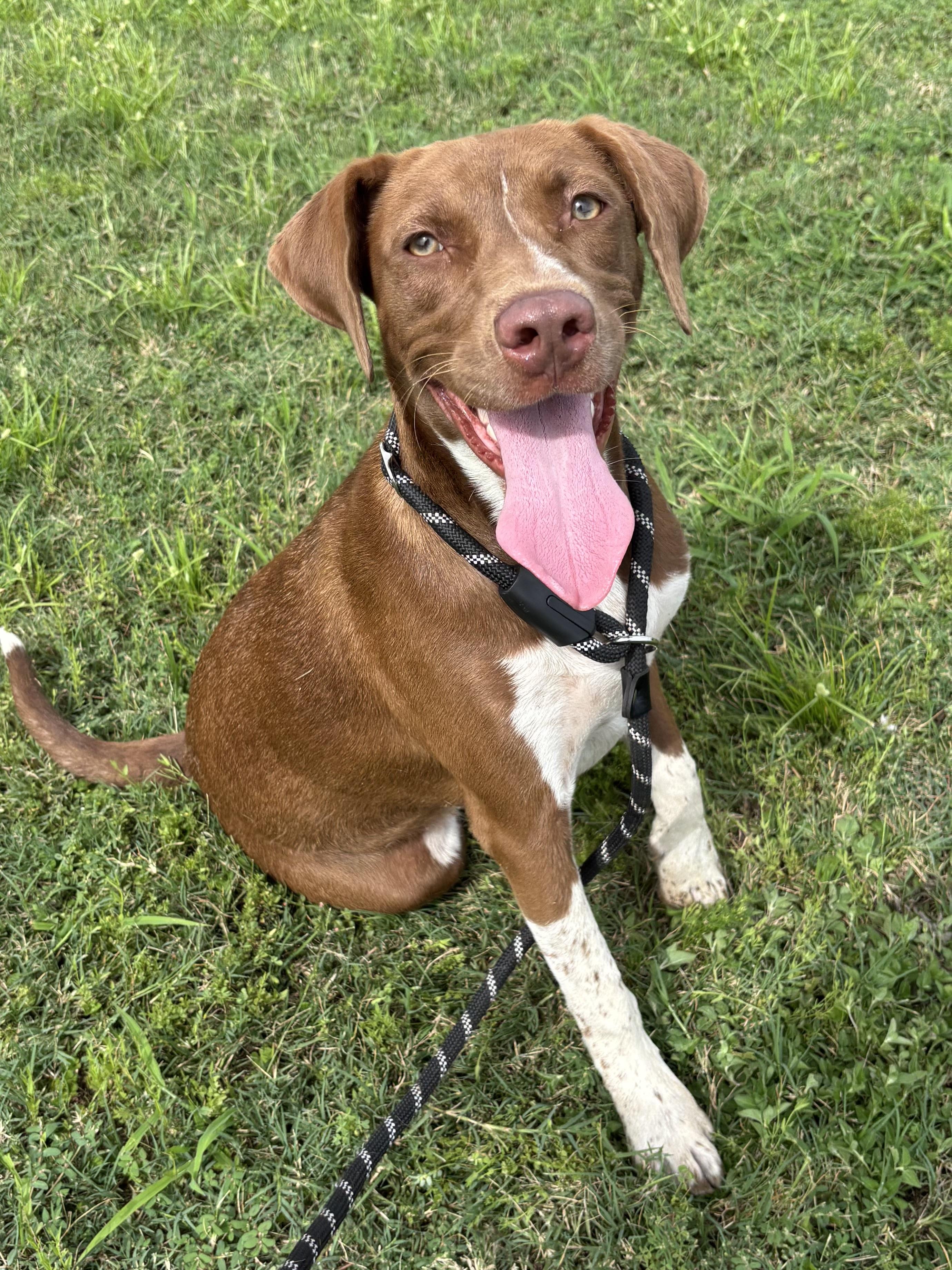 Cinnamon