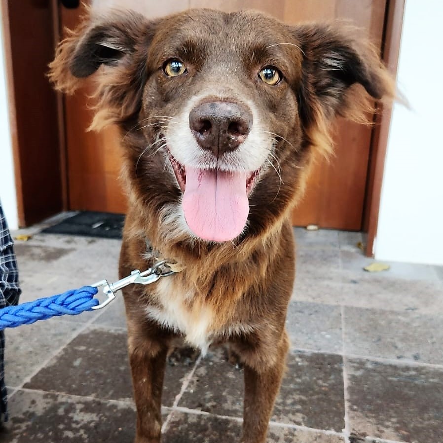 Enlarge Freddy, a Adoptable mixed breed in Cancun, ROO image 1/5