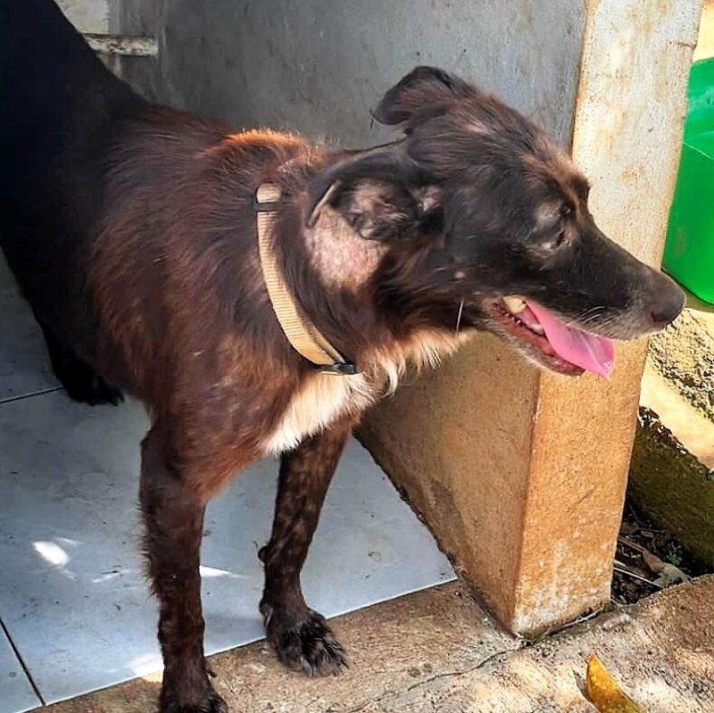 Enlarge Freddy, a Adoptable mixed breed in Cancun, ROO image 2/5
