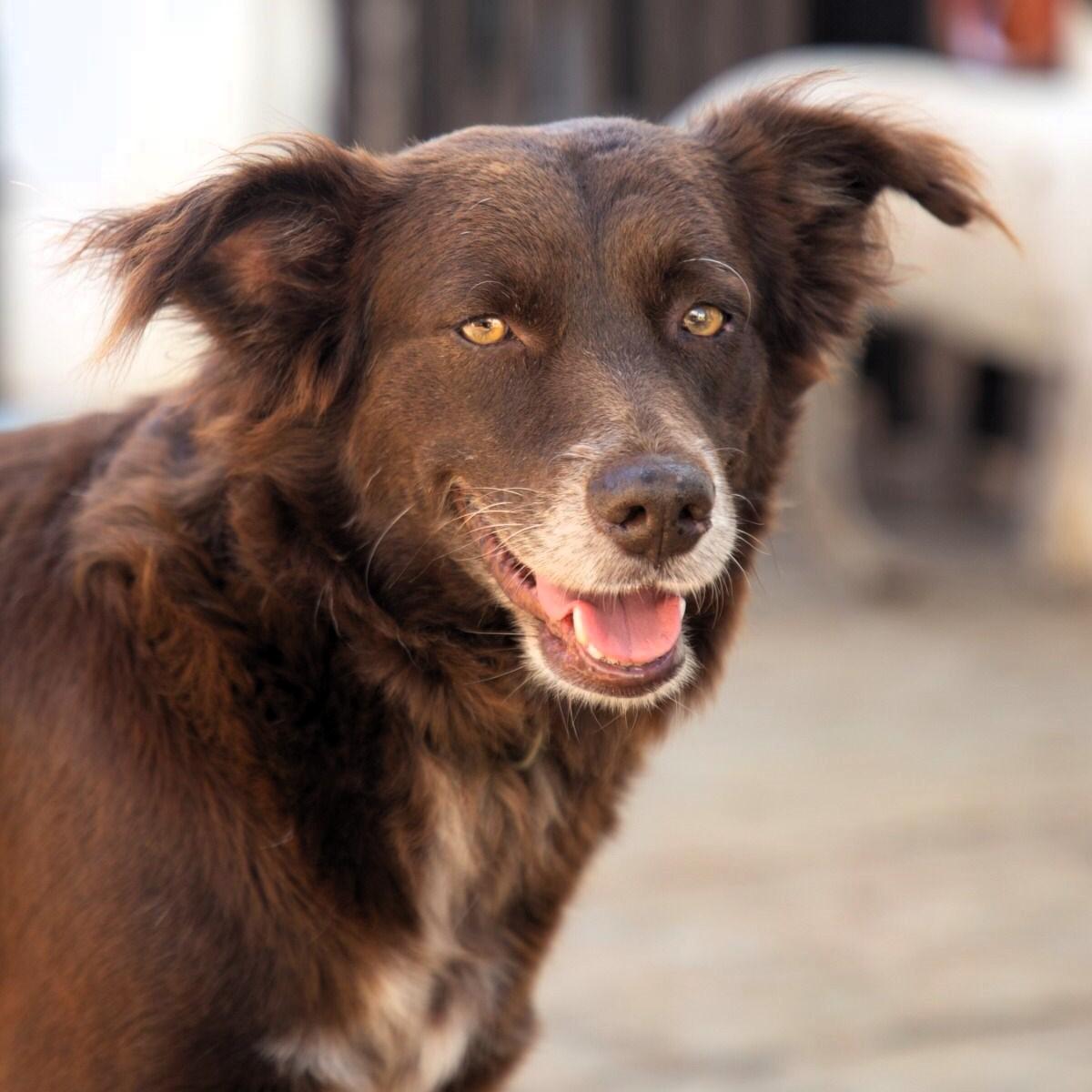 Freddy, a Adoptable mixed breed in Cancun, ROO image 6/6