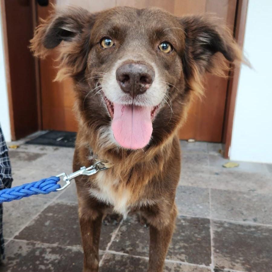 Freddy, Adoptable, Young Male Australian Shepherd & Black Labrador Retriever.