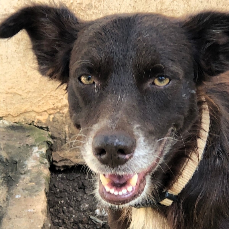 Enlarge Freddy, a Adoptable mixed breed in Cancun, ROO image 3/5