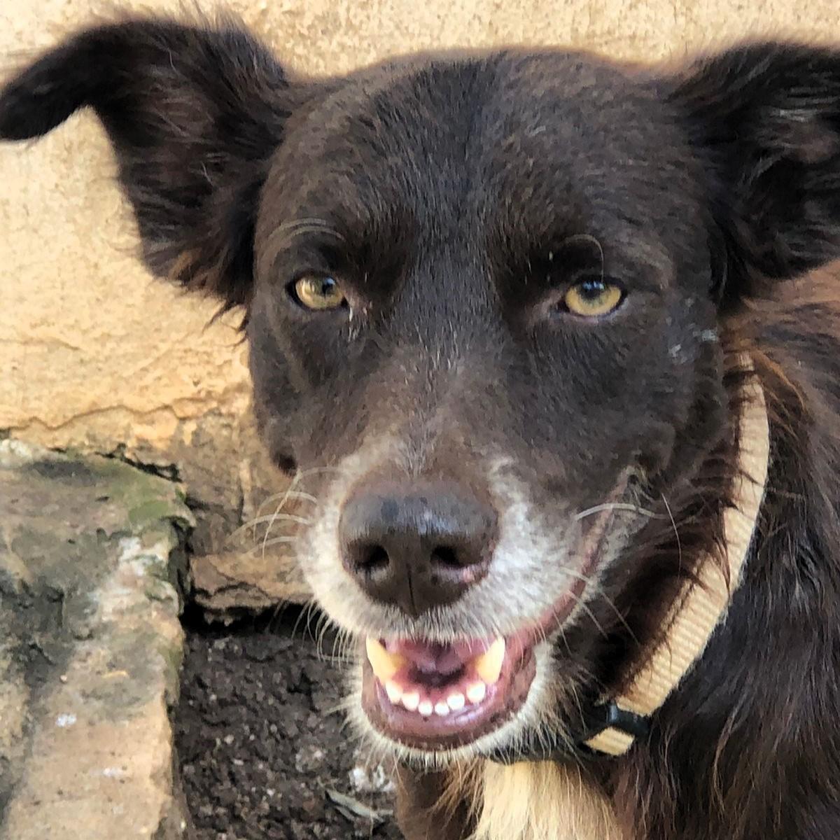 Freddy, a Adoptable mixed breed in Cancun, ROO image 3/6
