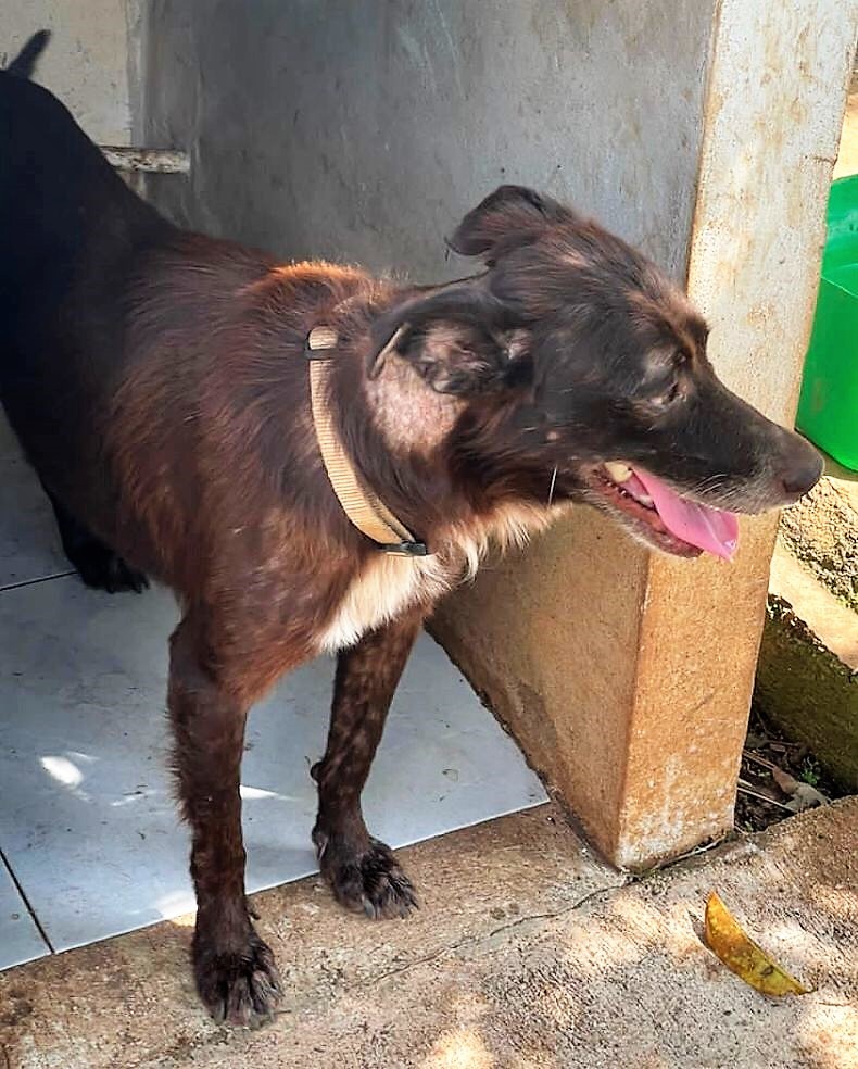 Enlarge Freddy, a Adoptable mixed breed in Cancun, ROO image 4/5