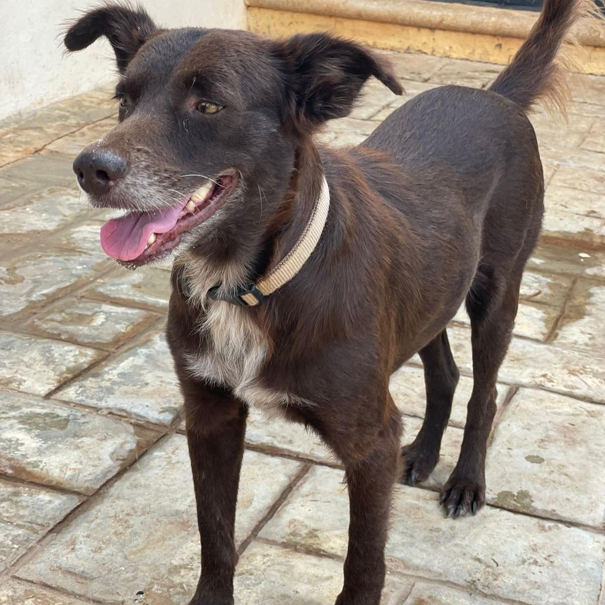 Freddy, a Adoptable mixed breed in Cancun, ROO image 5/6