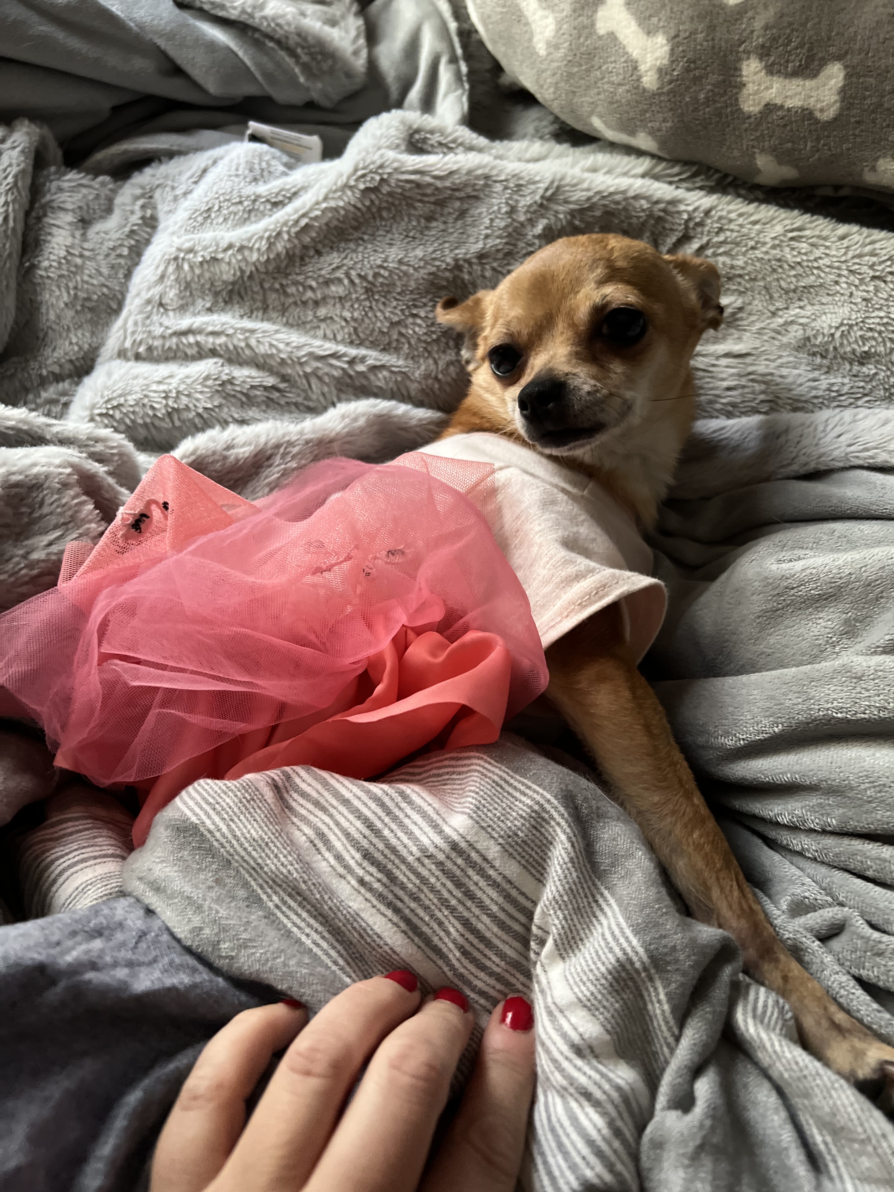 Mia, Adoptable, Adult Female Chihuahua.