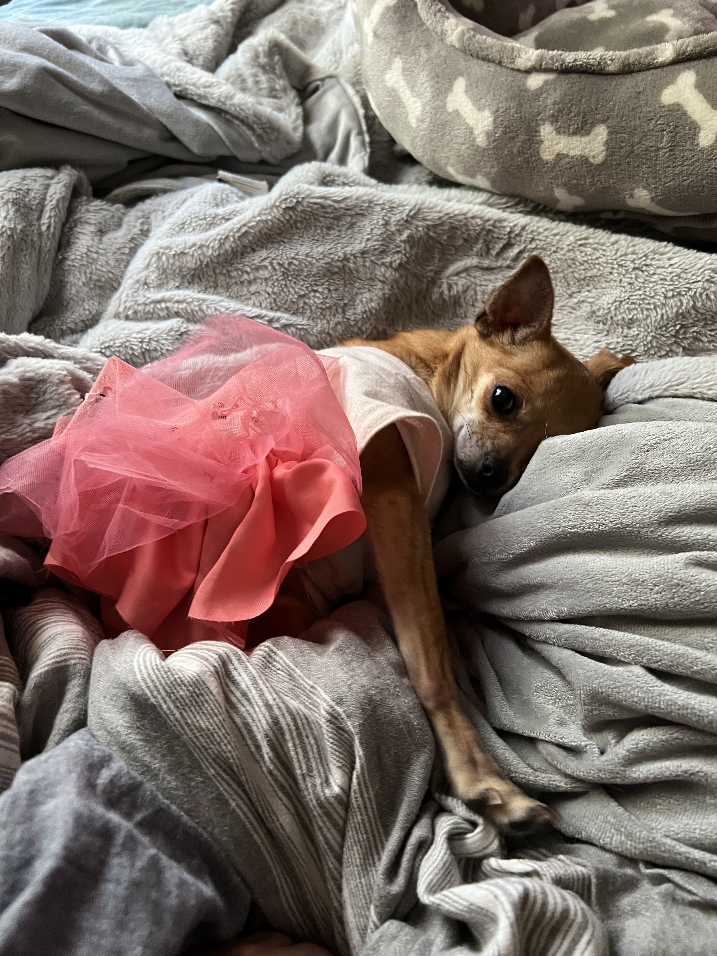 Mia, a Adoptable Chihuahua in Elgin, IL image 3/6