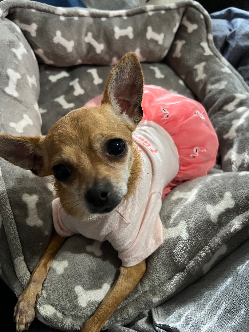 Mia, a Adoptable Chihuahua in Elgin, IL image 4/6