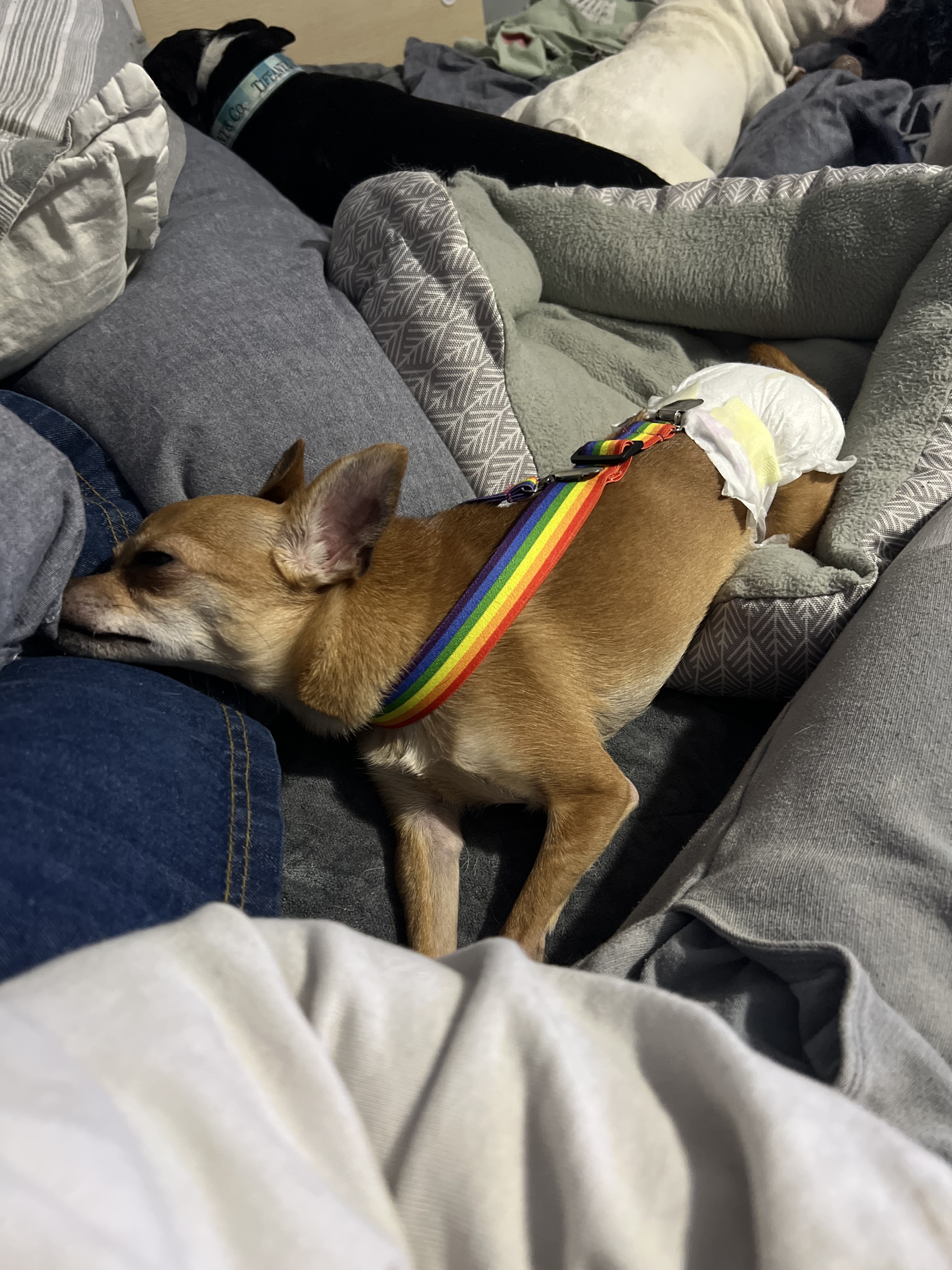 Mia, an adoptable Chihuahua in Elgin, IL, 60120 | Photo Image 4