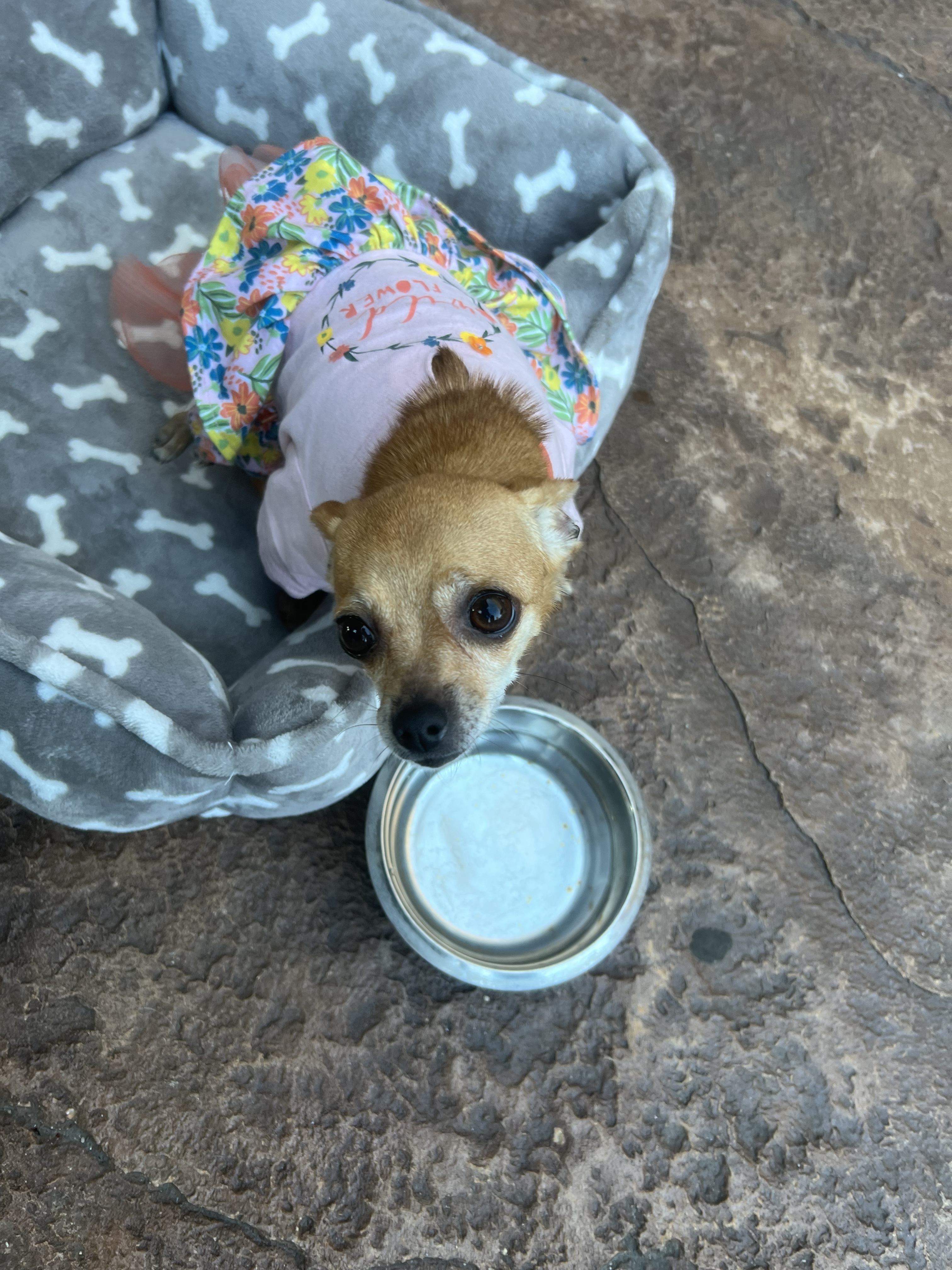 Mia, an adoptable Chihuahua in Elgin, IL, 60120 | Photo Image 3