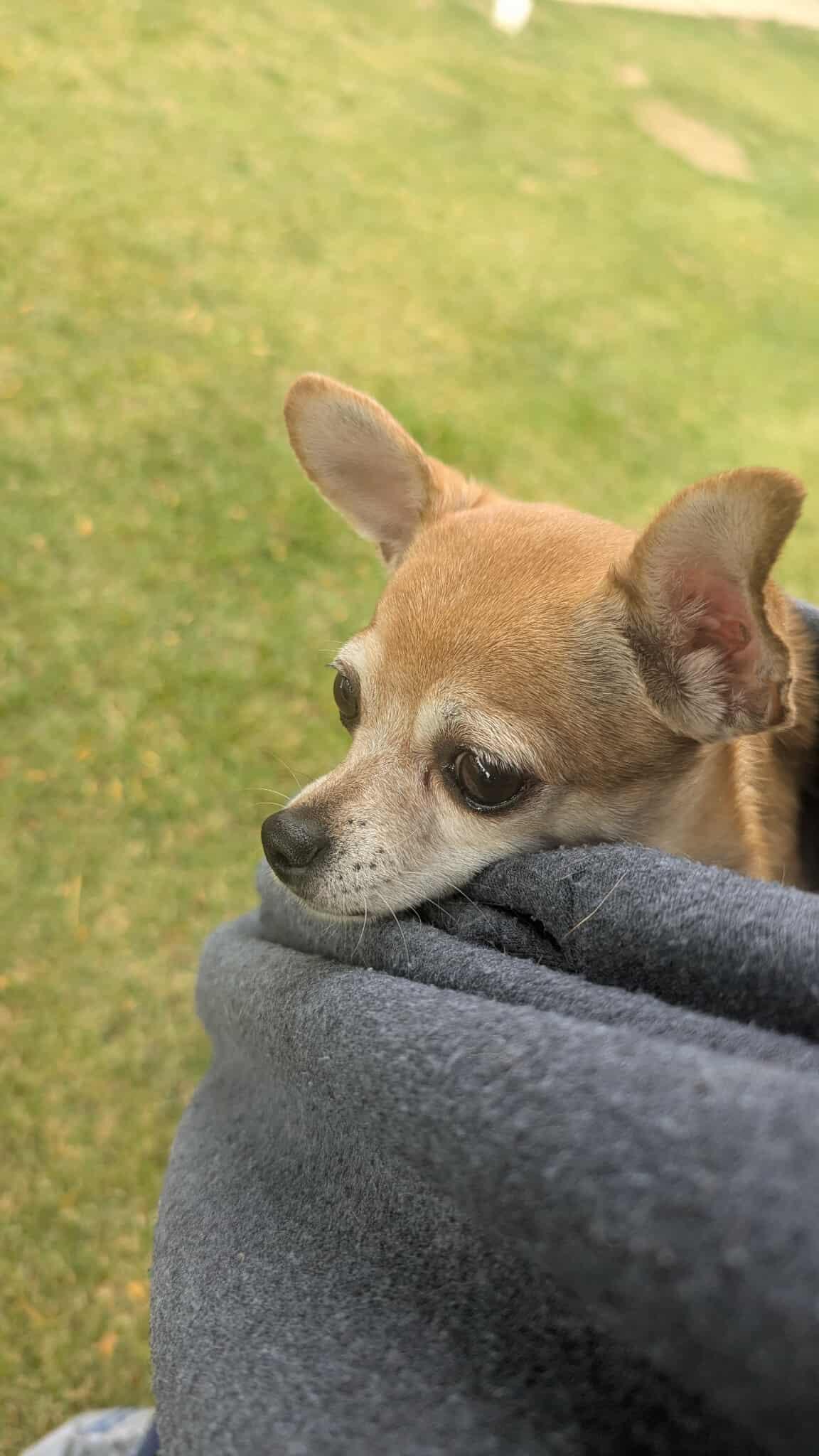 Mia, Adoptable, Adult Female Chihuahua.