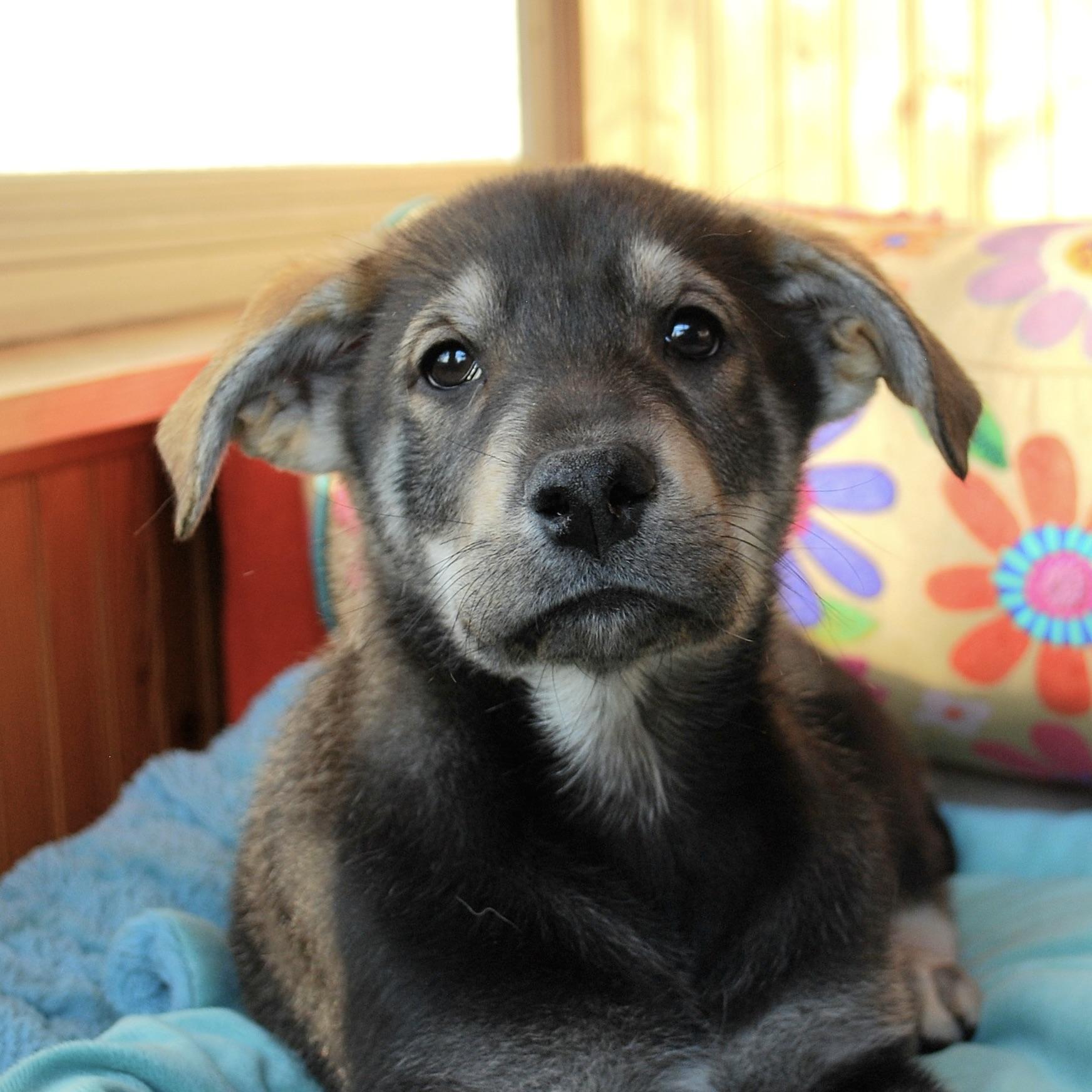 Enlarge John Muir, a ADOPTABLE mixed breed in Prior Lake, MN image 5/6