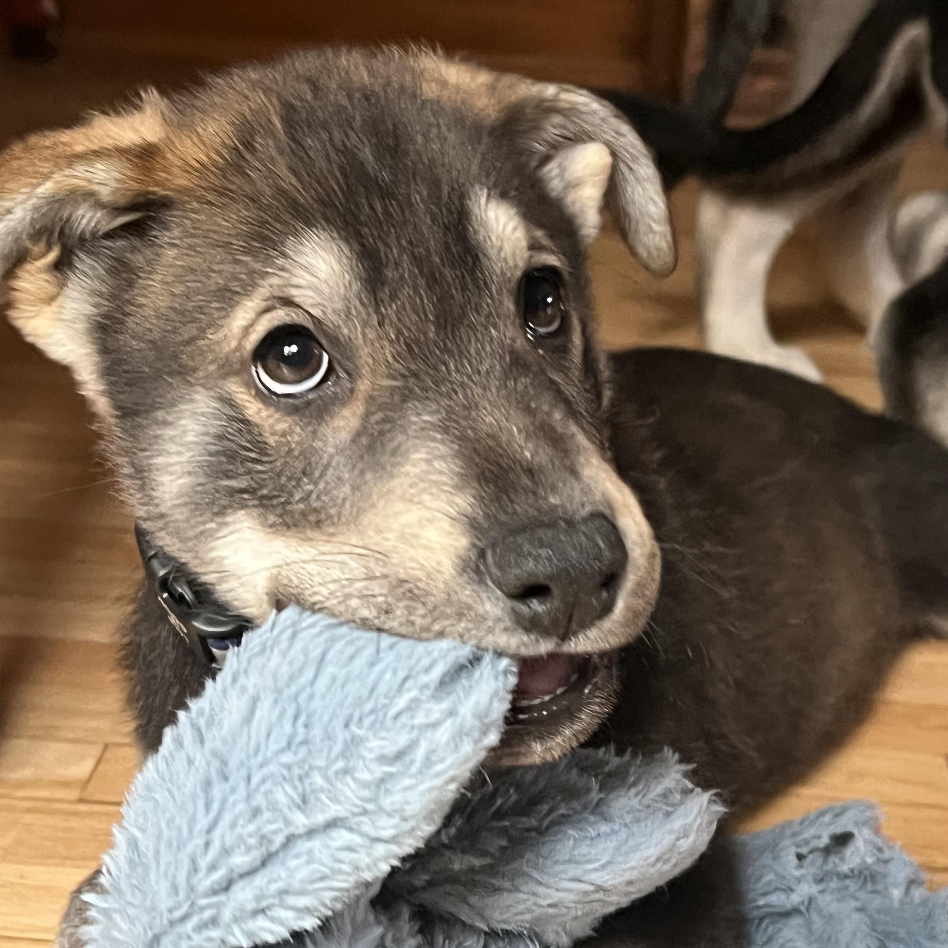 Enlarge John Muir, a ADOPTABLE mixed breed in Prior Lake, MN image 3/6