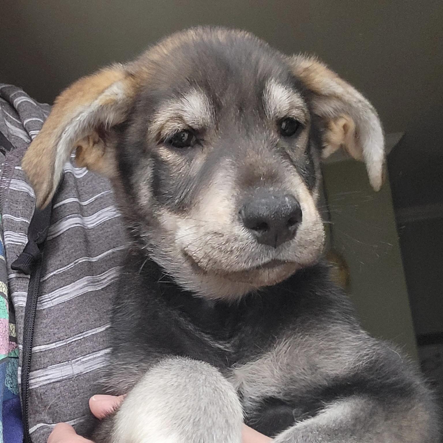 Enlarge John Muir, a ADOPTABLE mixed breed in Prior Lake, MN image 6/6