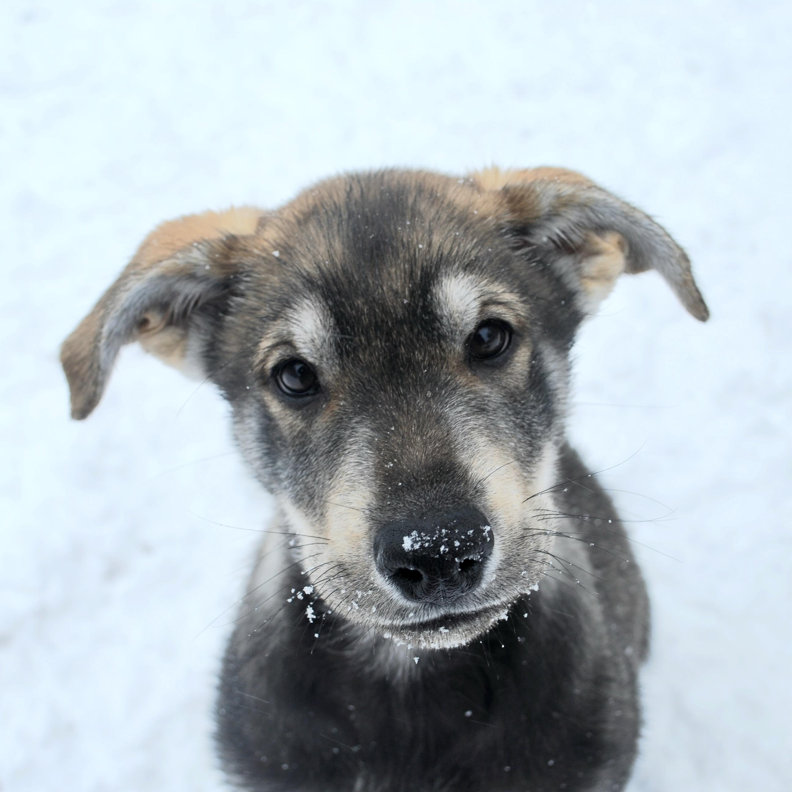 Enlarge John Muir, a ADOPTABLE mixed breed in Prior Lake, MN image 1/6