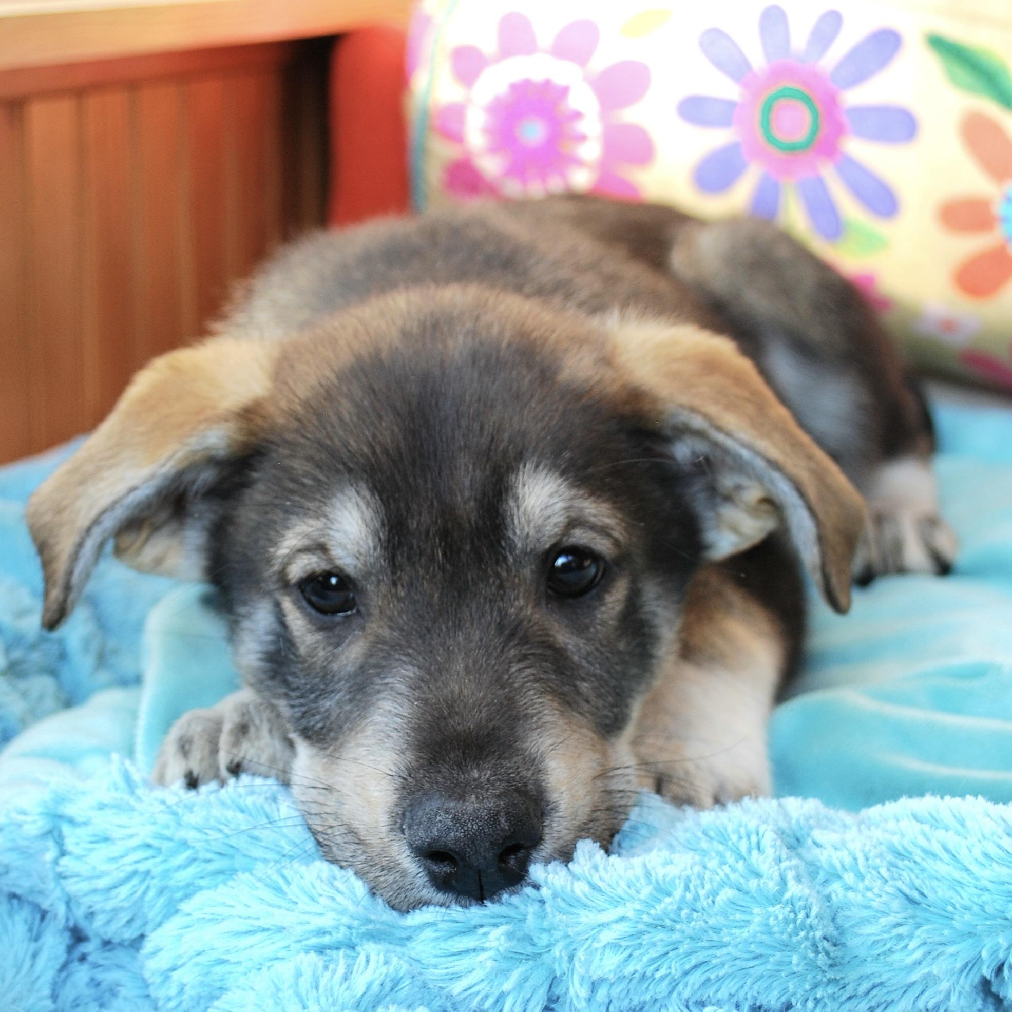 Enlarge John Muir, a ADOPTABLE mixed breed in Prior Lake, MN image 2/6