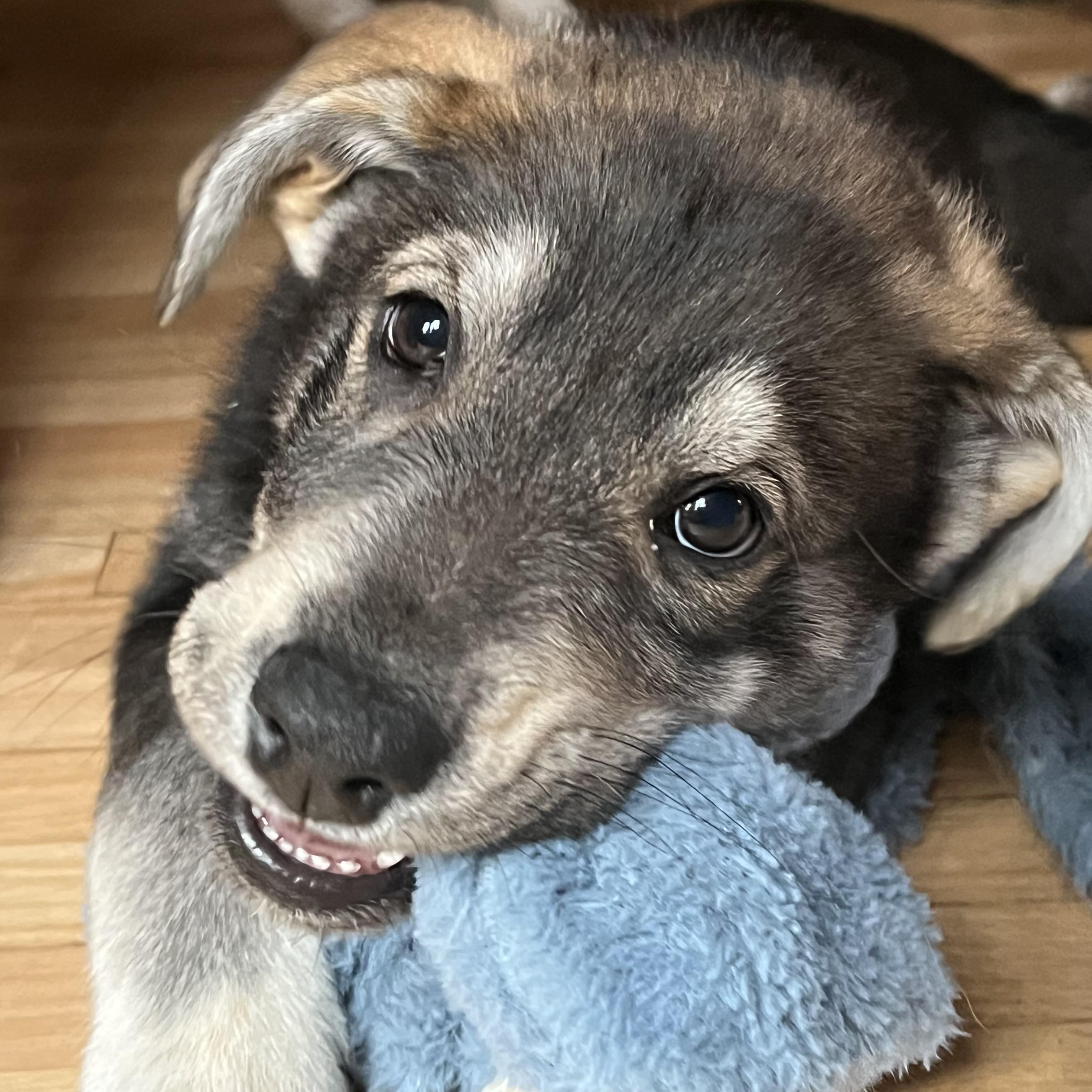 Enlarge John Muir, a ADOPTABLE mixed breed in Prior Lake, MN image 4/6