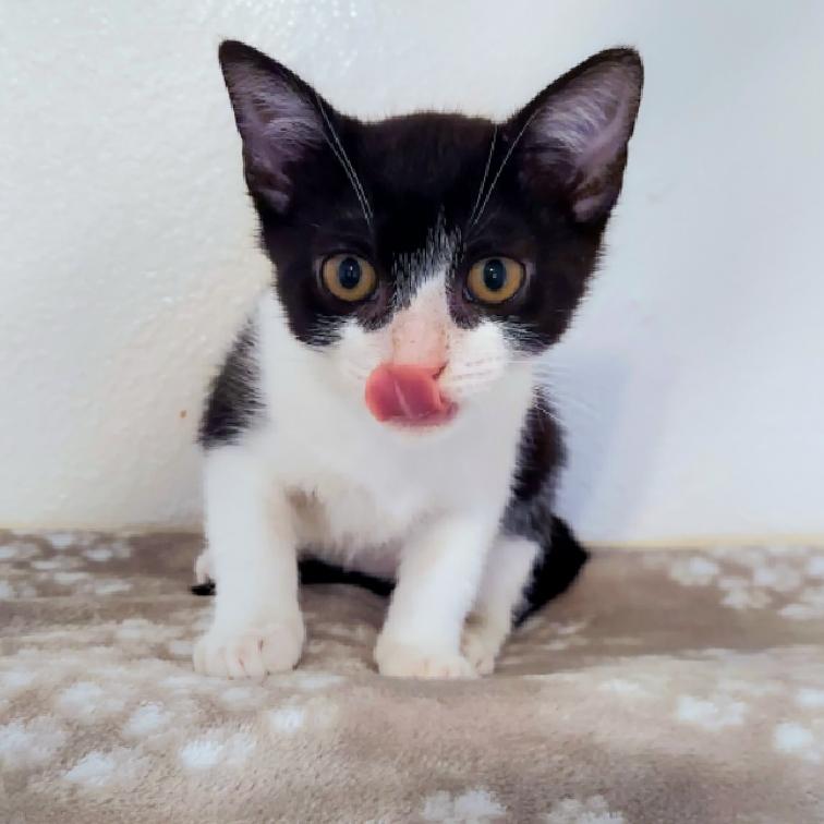 Enlarge Polli, a Adoptable Domestic Short Hair in Aiea, HI image 1/6