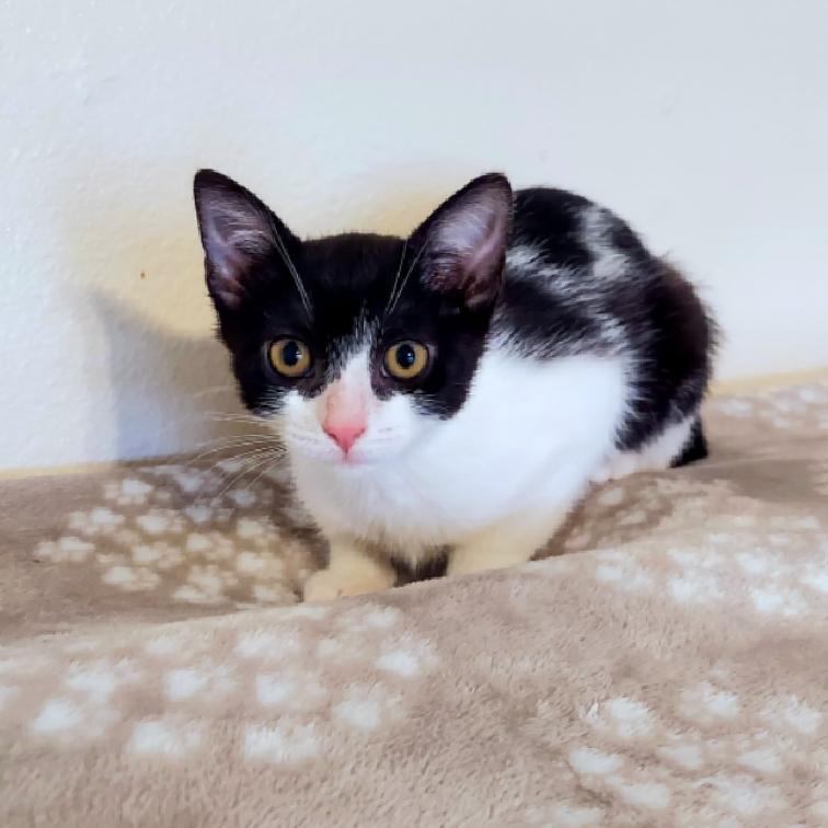 Enlarge Polli, a Adoptable Domestic Short Hair in Aiea, HI image 4/6