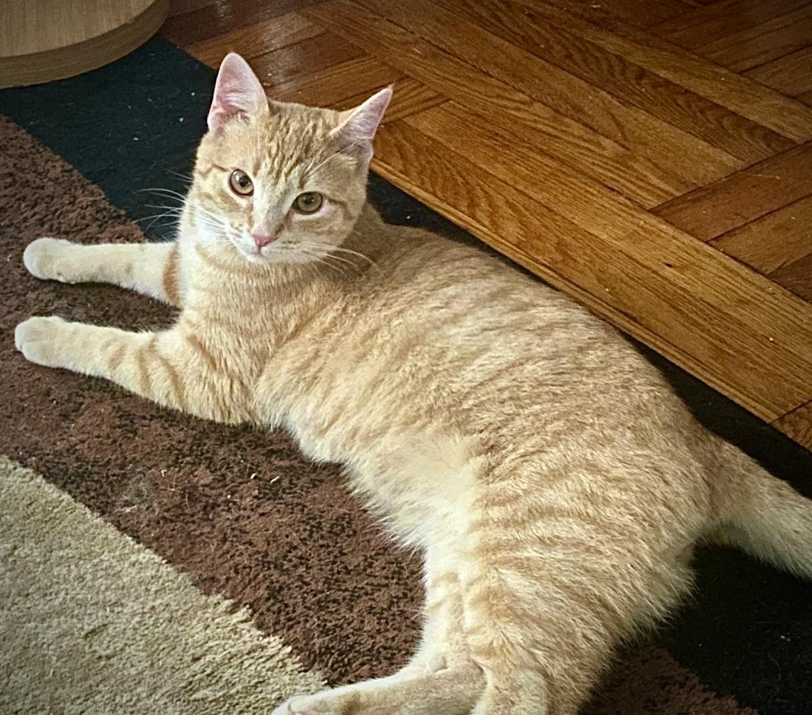 Red, ADOPTABLE, Young Male American Shorthair.
