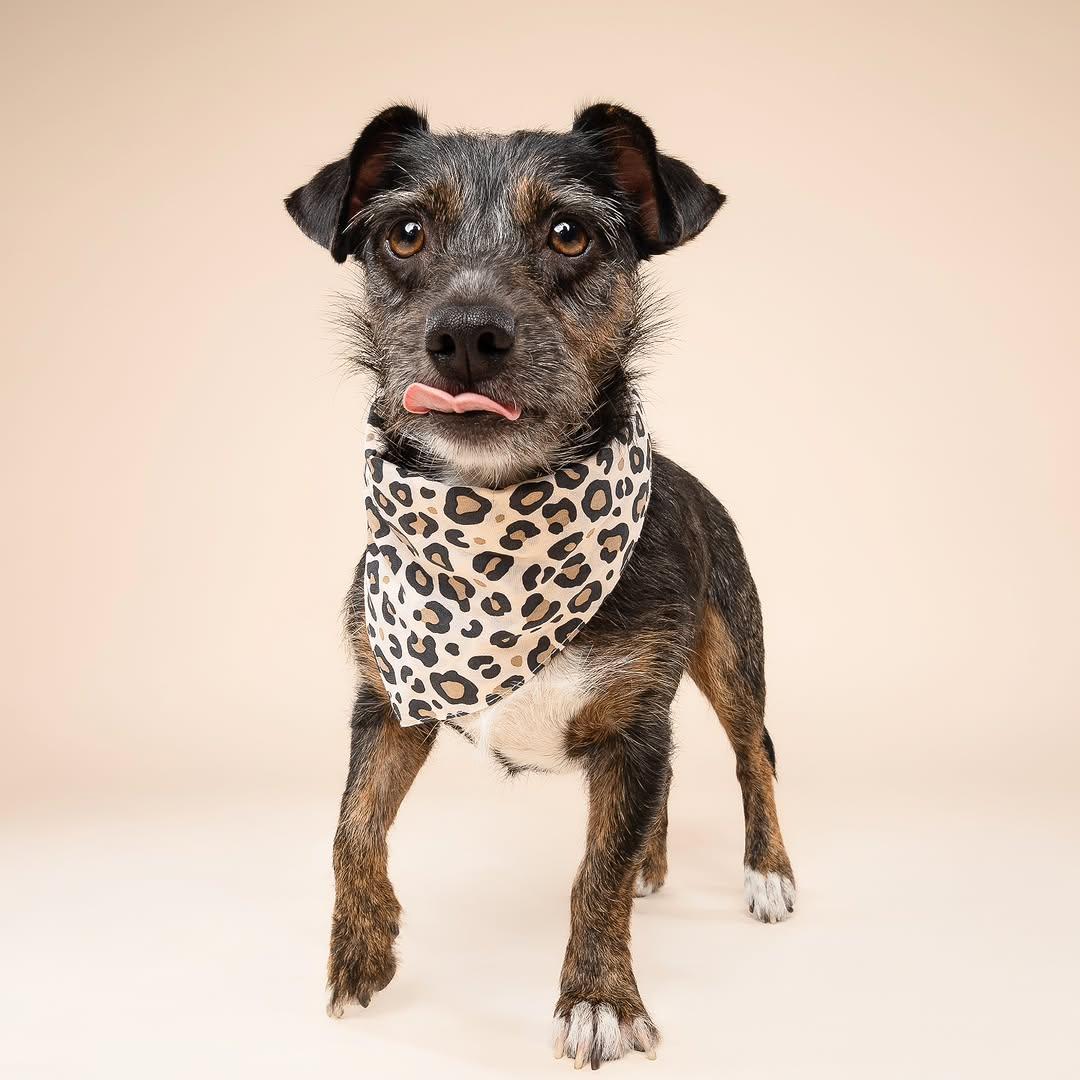 Harley, a ADOPTABLE mixed breed in Miami, FL image 6/6