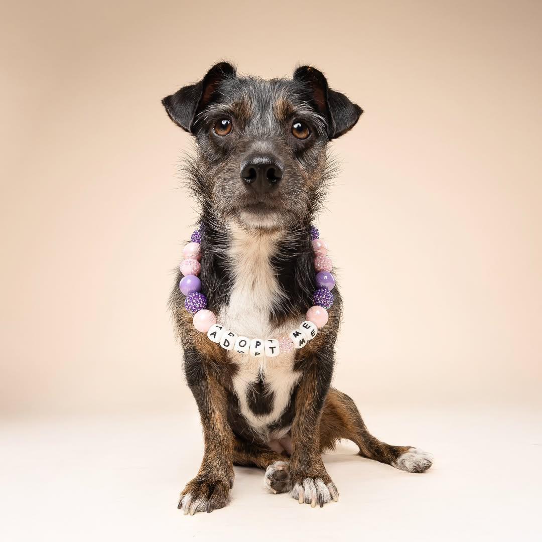 Harley, a ADOPTABLE mixed breed in Miami, FL image 1/6