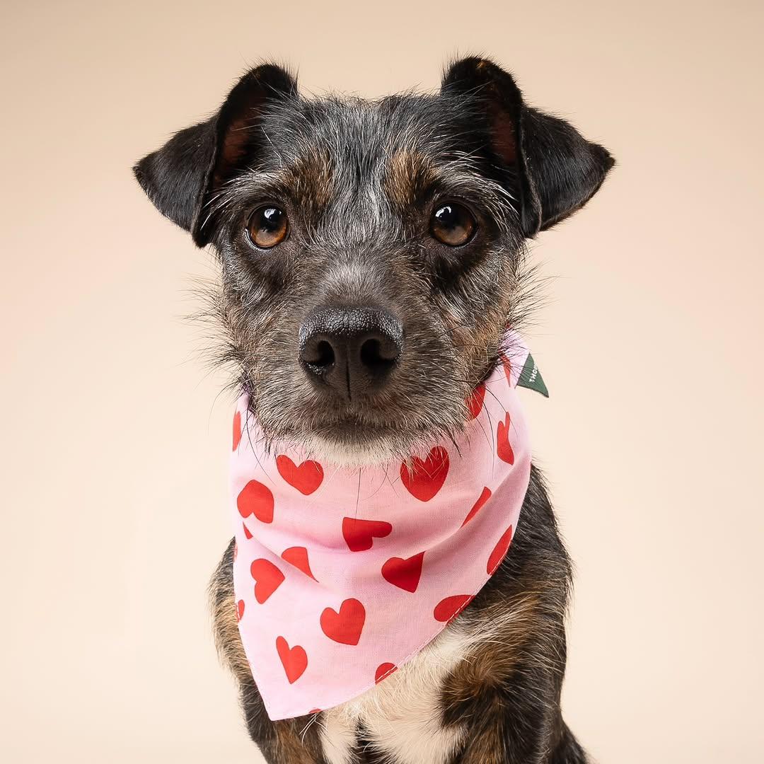 Harley, a ADOPTABLE mixed breed in Miami, FL image 2/6