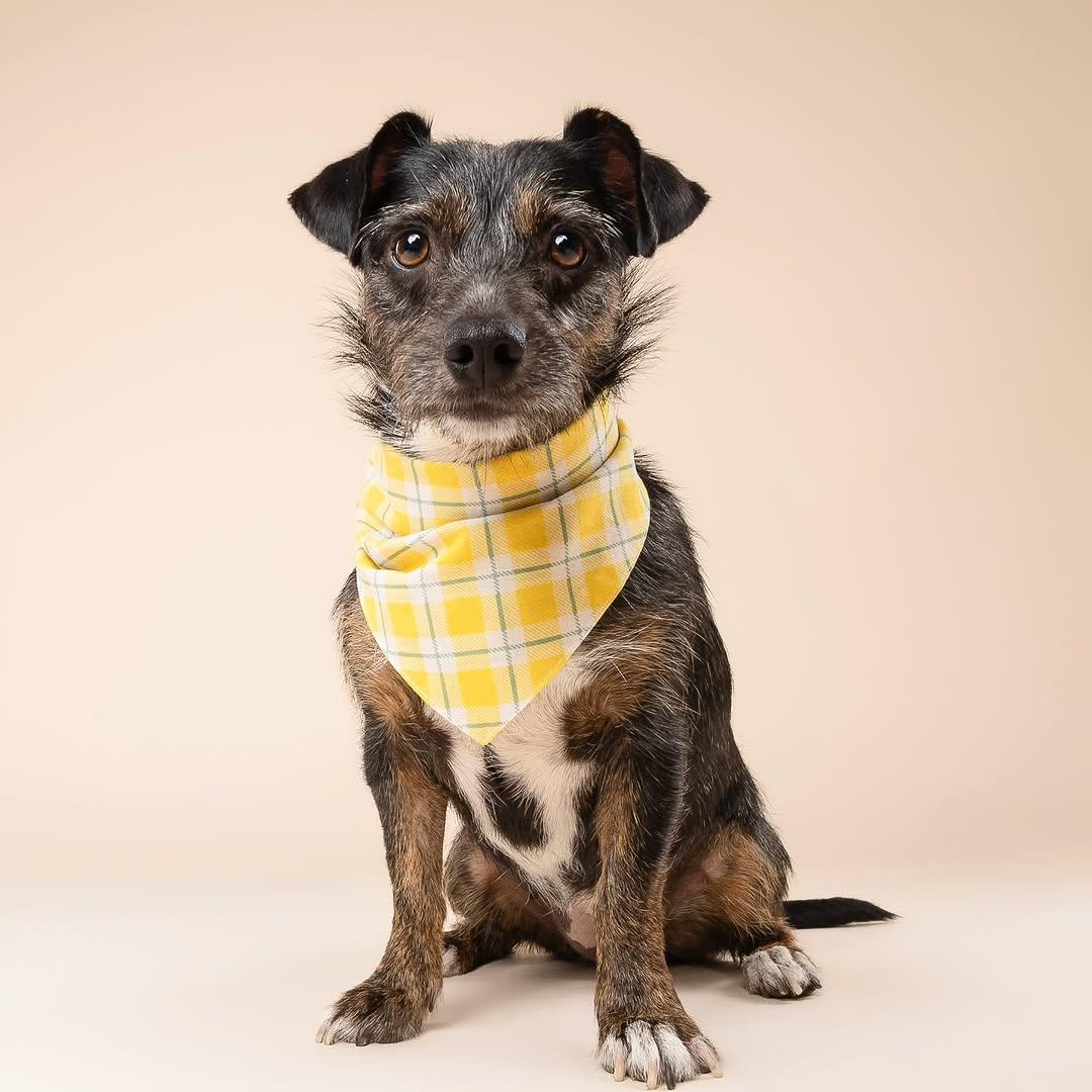Harley, a ADOPTABLE mixed breed in Miami, FL image 4/6