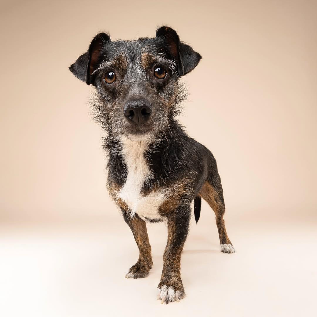 Harley, a ADOPTABLE mixed breed in Miami, FL image 3/6