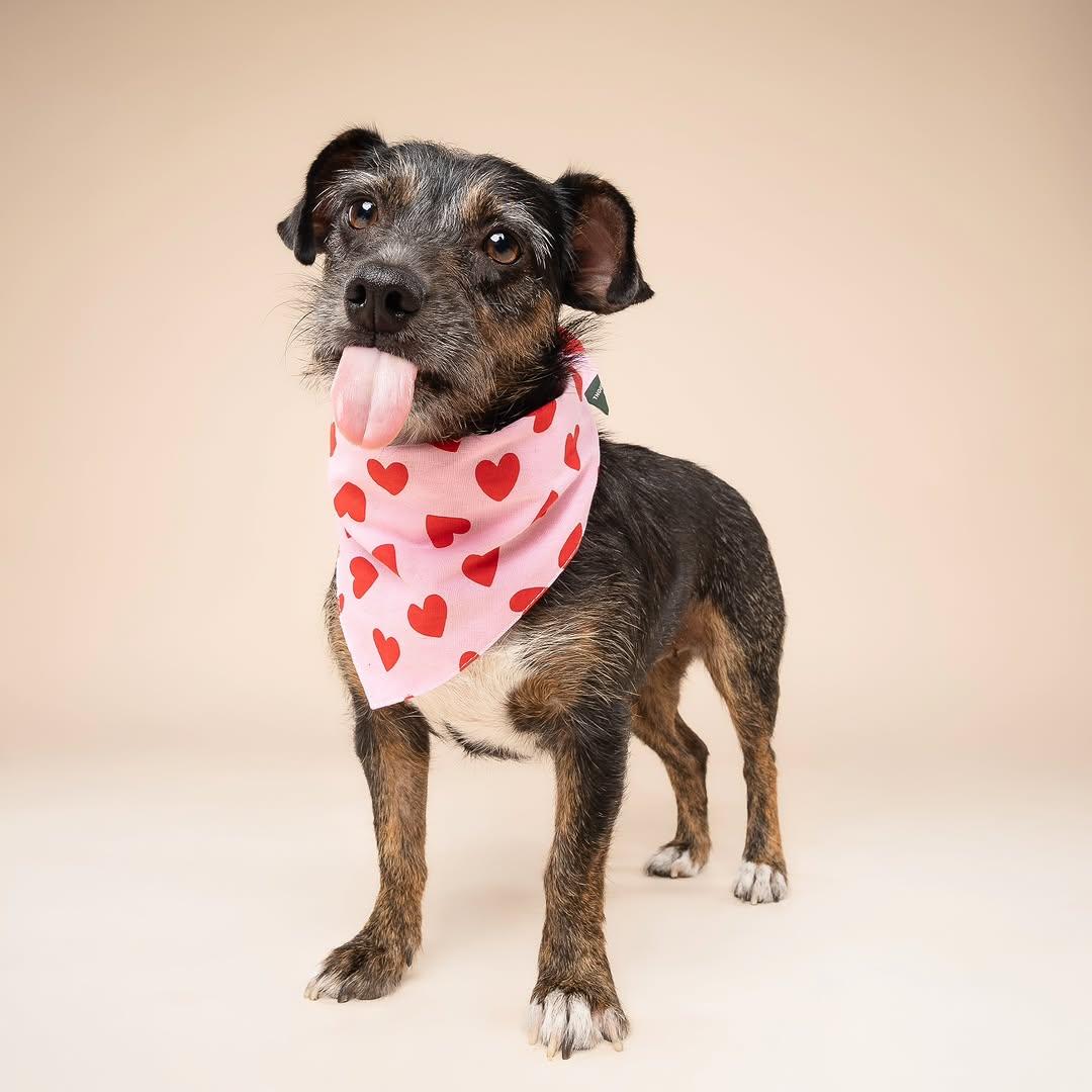 Harley, a ADOPTABLE mixed breed in Miami, FL image 5/6