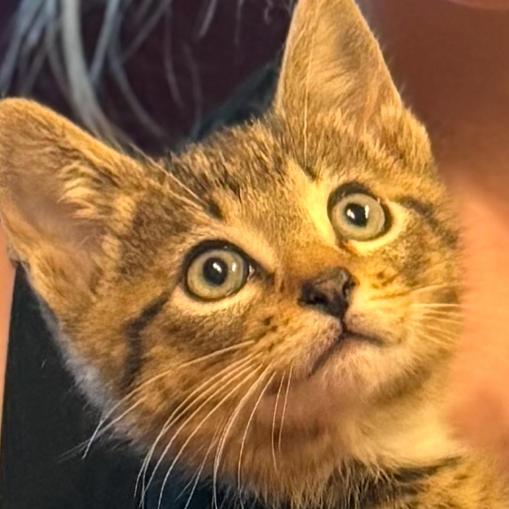 Aspen, Adoptable, Kitten Male Domestic Short Hair.