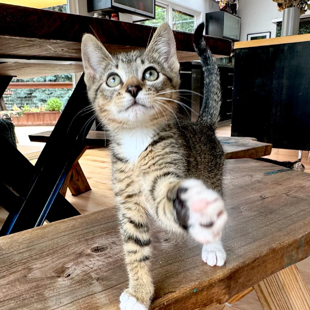 Aspen, a Adoptable Domestic Short Hair in Ashland, OR image 2/2