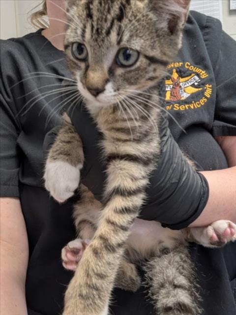 Enlarge A512937, a Adoptable Domestic Short Hair in Wilmington, NC image 1/1