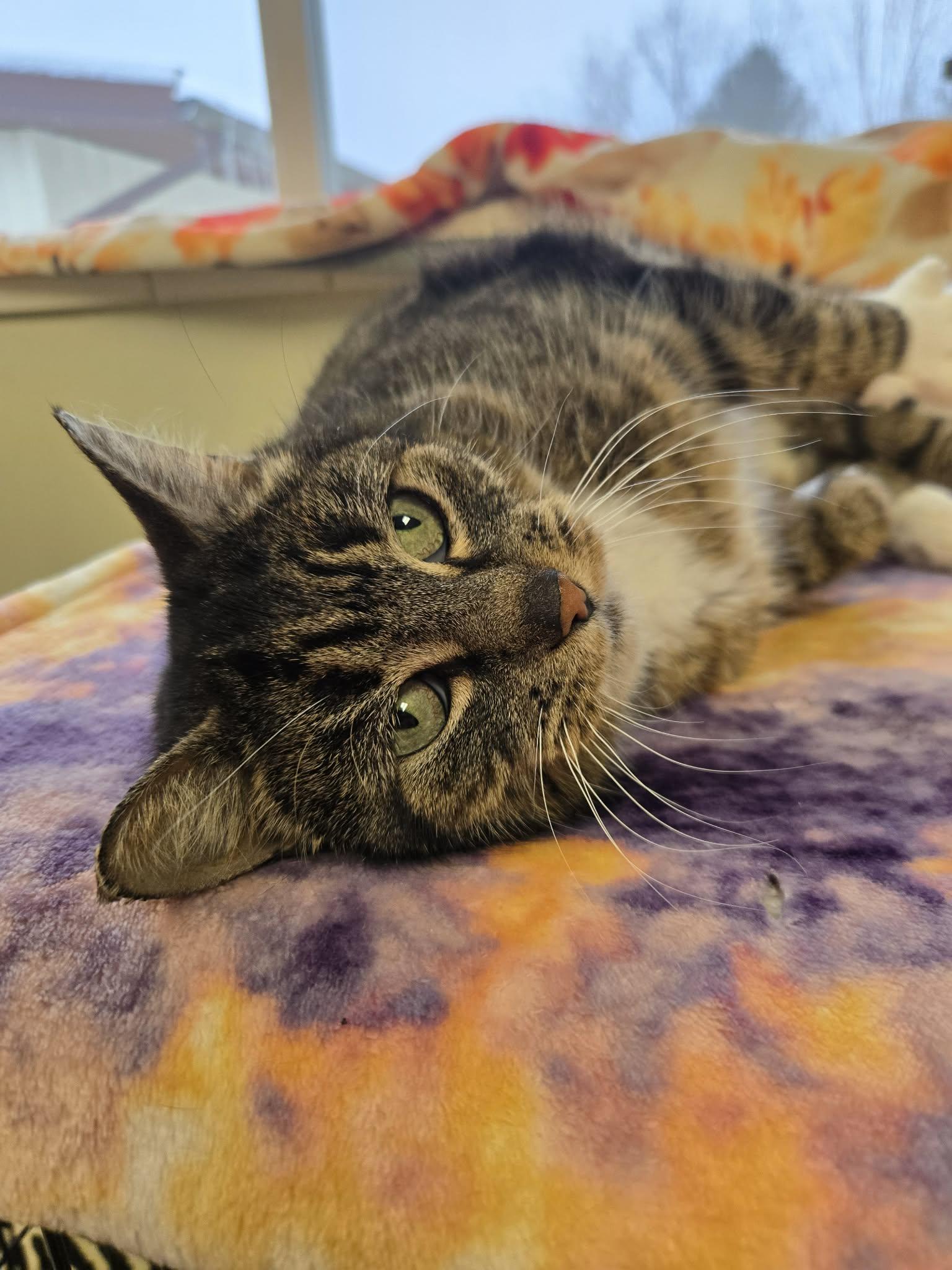 Lady May, ADOPTABLE, Adult Female Domestic Short Hair.