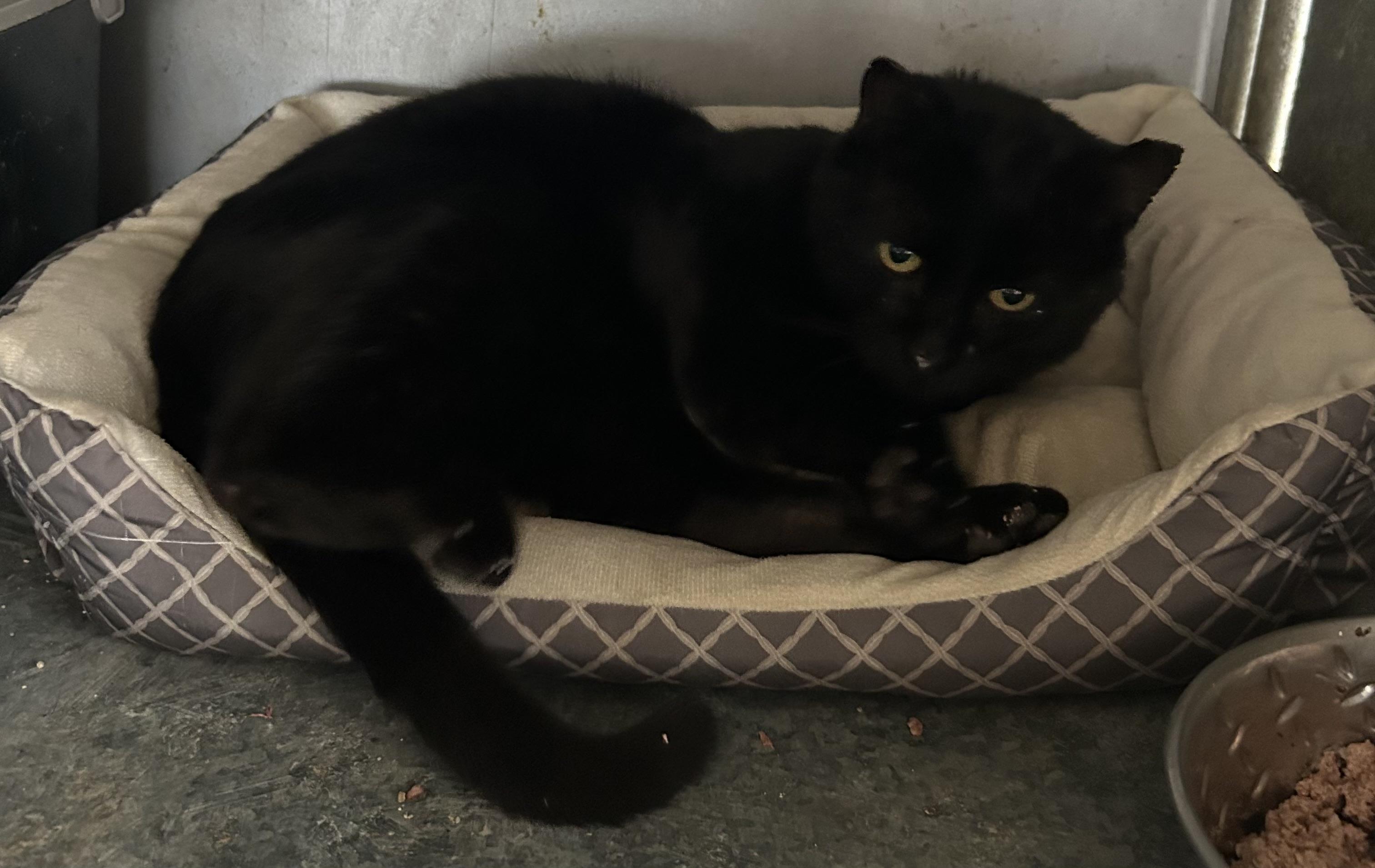Maury , ADOPTABLE, Adult Male American Shorthair & Domestic Short Hair.