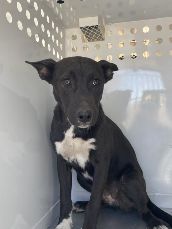 Enlarge Pebblez, a Adoptable mixed breed in Victorville, CA image 1/1