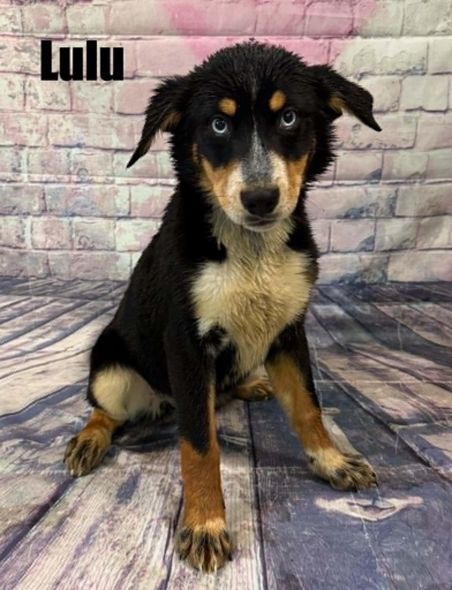 Enlarge Lulu, an adoption pending mixed breed in Quincy, MI image 1/3
