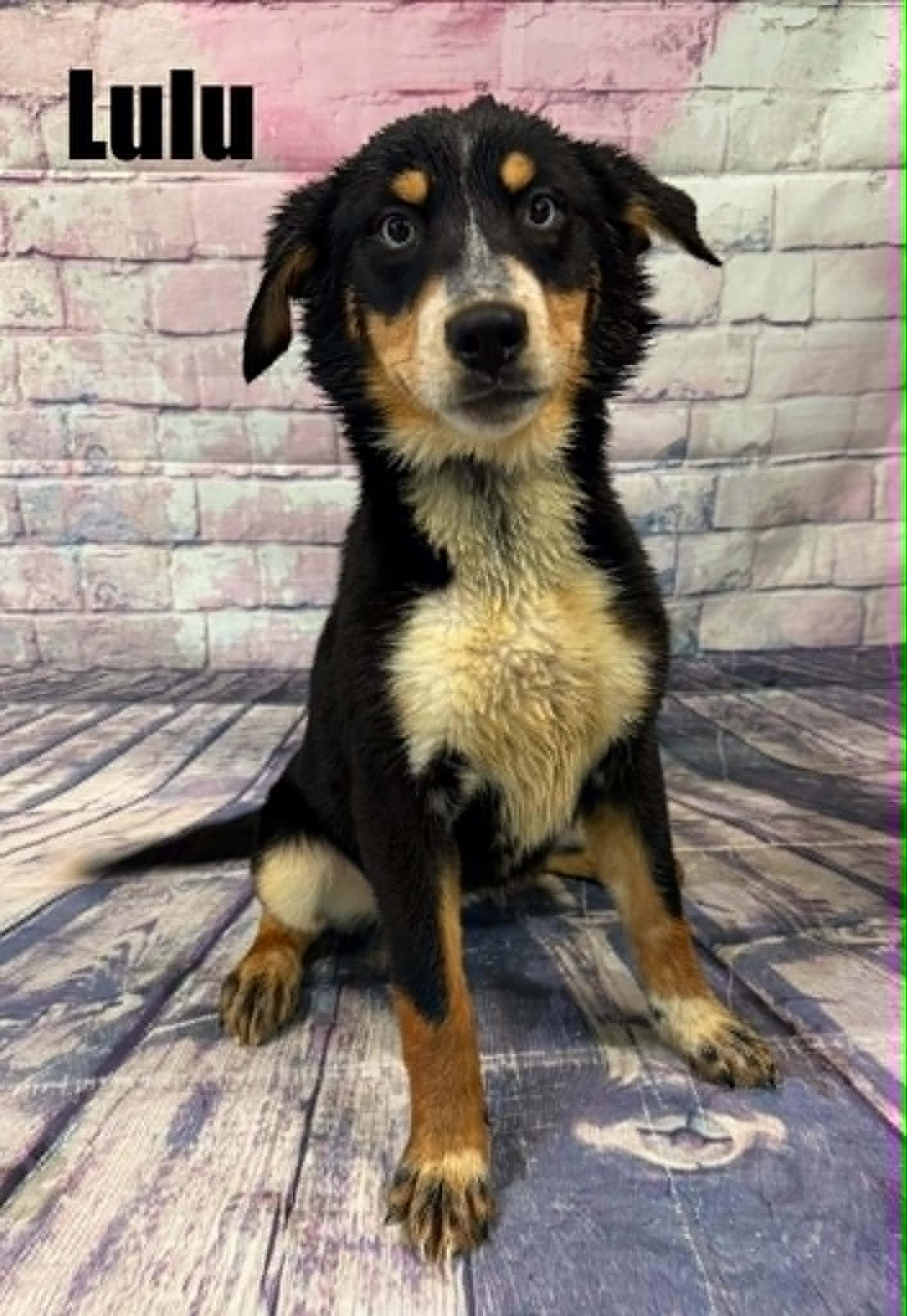 Enlarge Lulu, an adoption pending mixed breed in Quincy, MI image 2/3