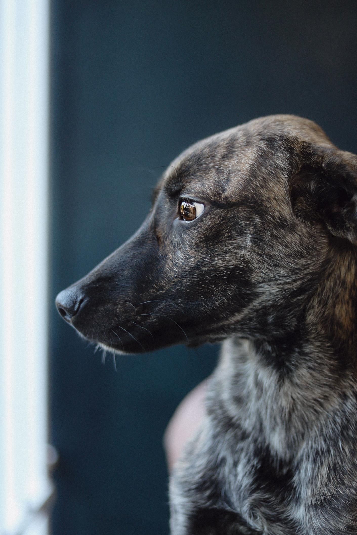 Enlarge Archie , a Adoptable mixed breed in San Juan, PR image 3/3