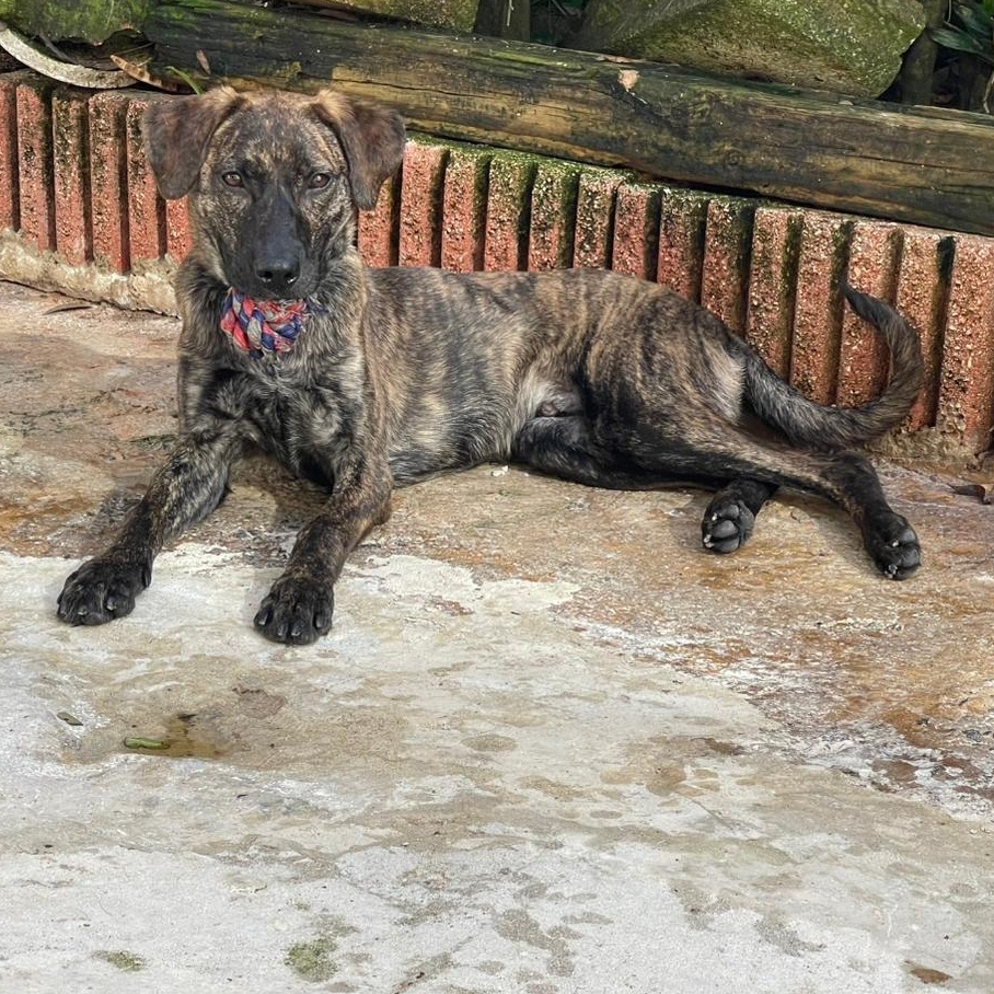 Archie , Adoptable, Puppy Male Mixed Breed.