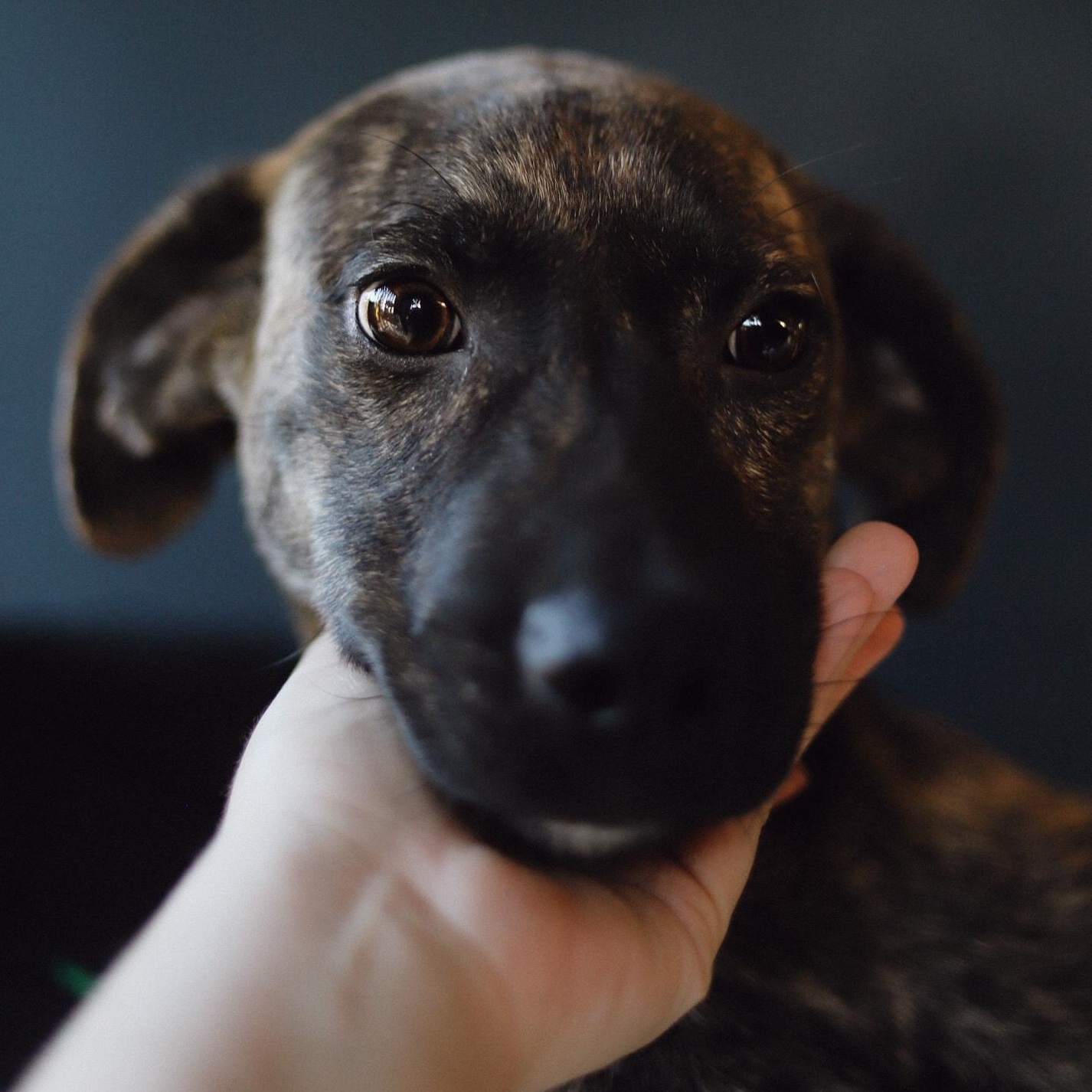 Enlarge Archie , a Adoptable mixed breed in San Juan, PR image 2/3