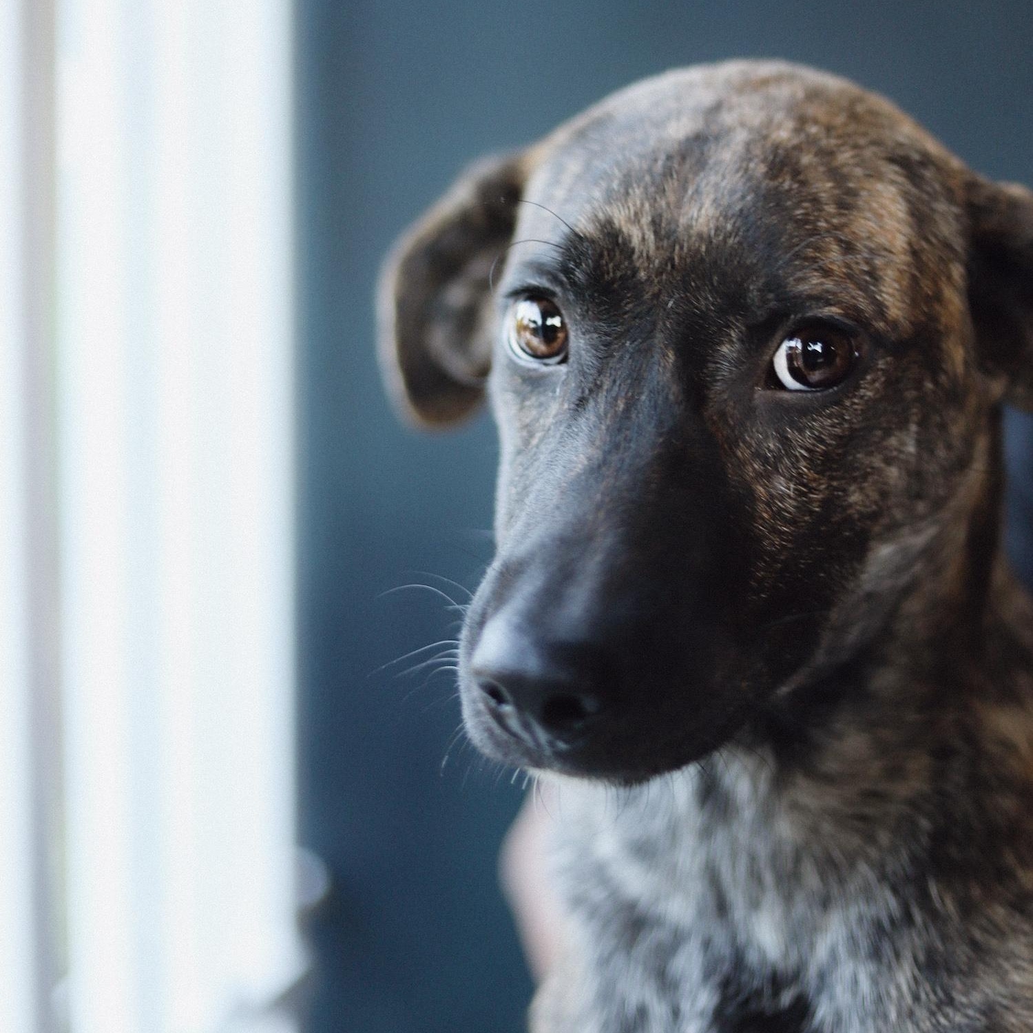 Enlarge Archie , a Adoptable mixed breed in San Juan, PR image 1/3