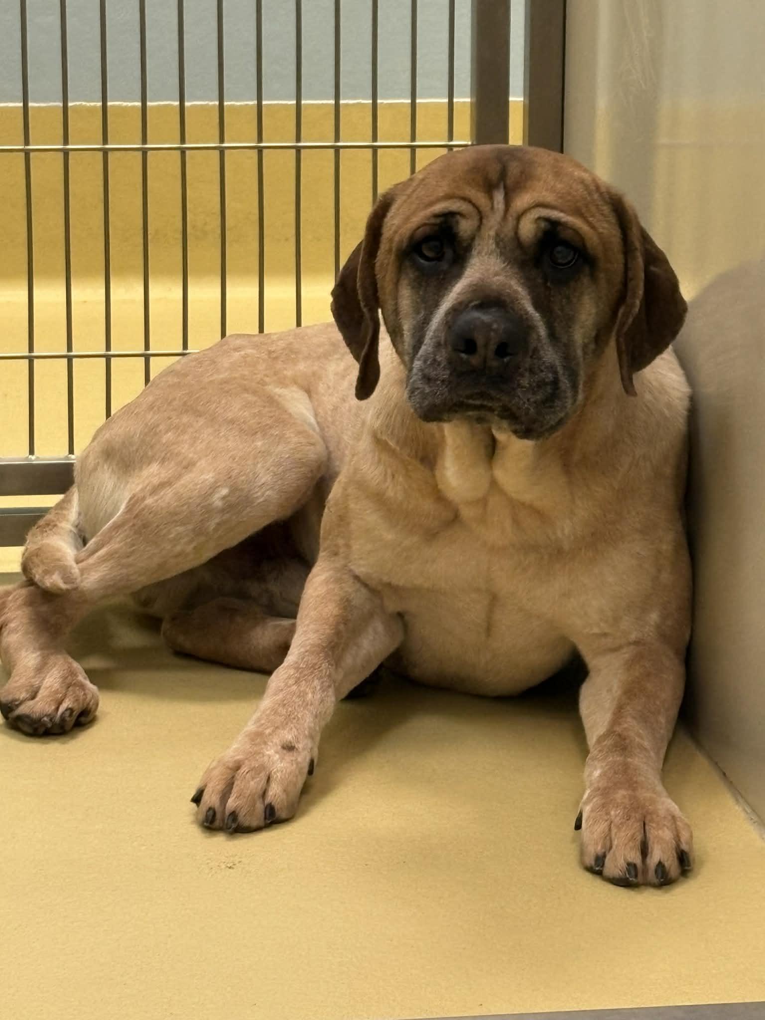 Sweet Theo needs the perfect home he can snuggle into, a other mixed breed in Dubuque, IA image 2/2